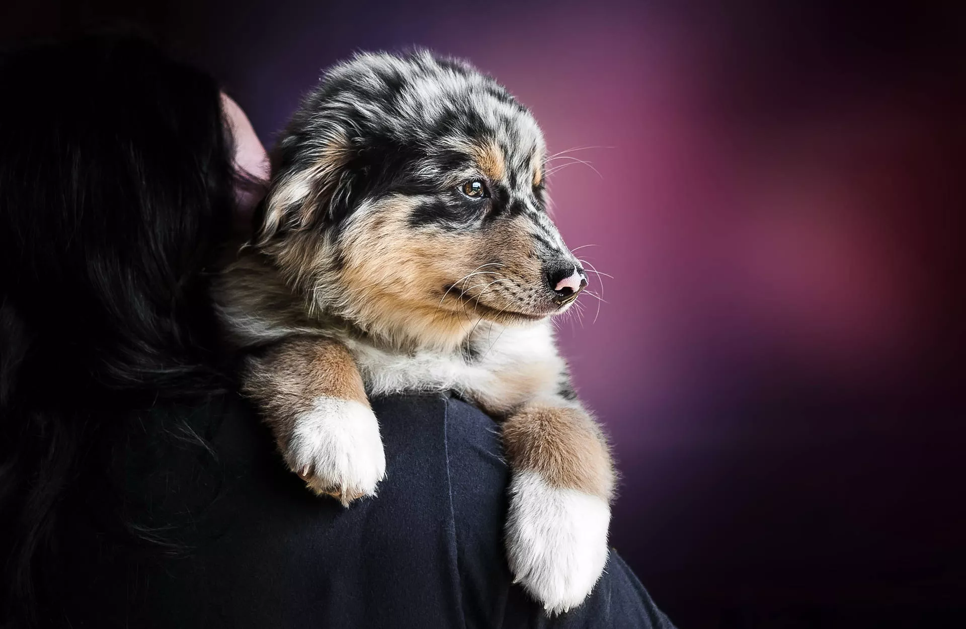 Download Australian Shepherd Cute Puppy