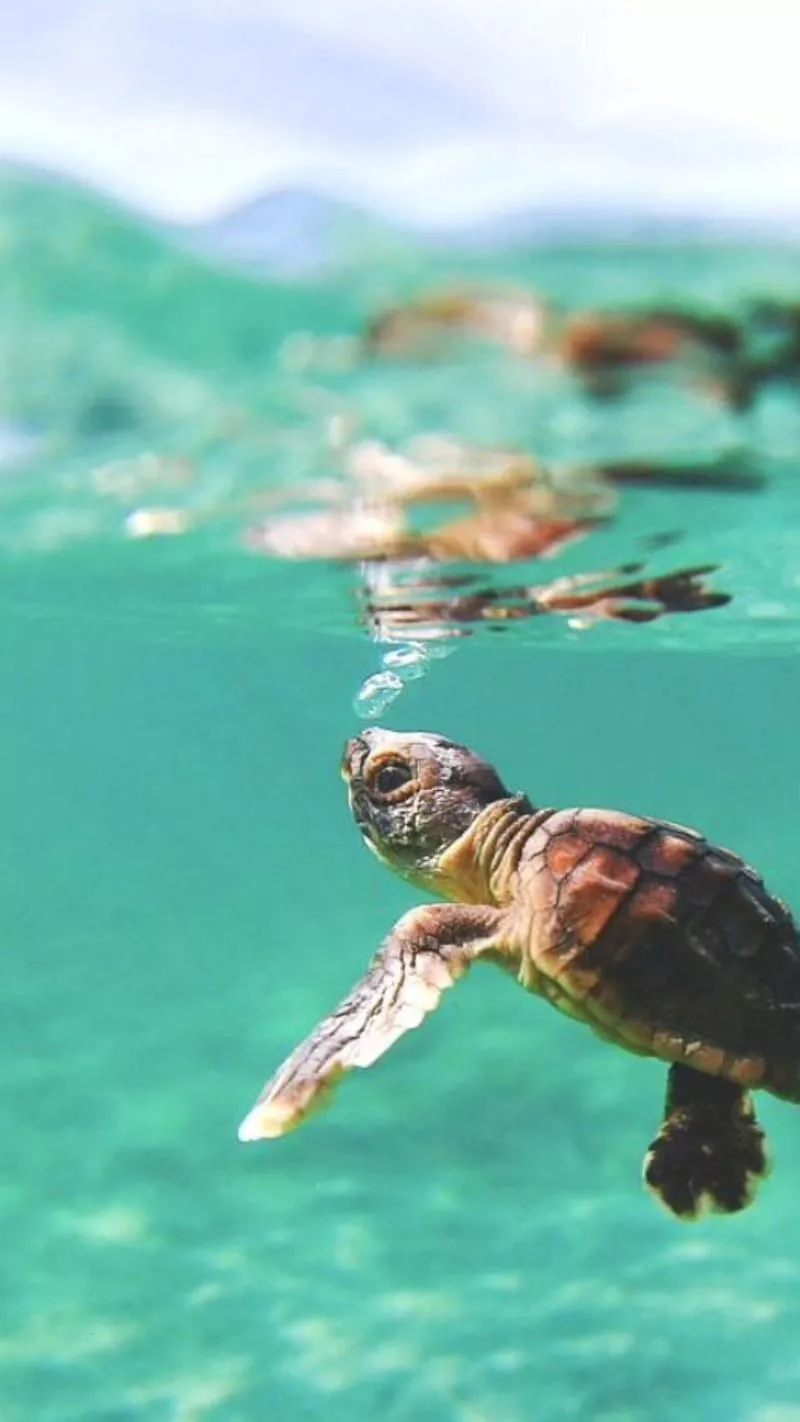 Baby of the Sea, cute, water, turtle