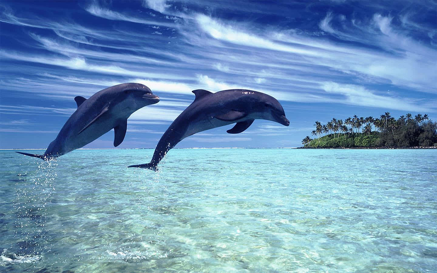 Download Cool Beach Dolphins Wallpaper