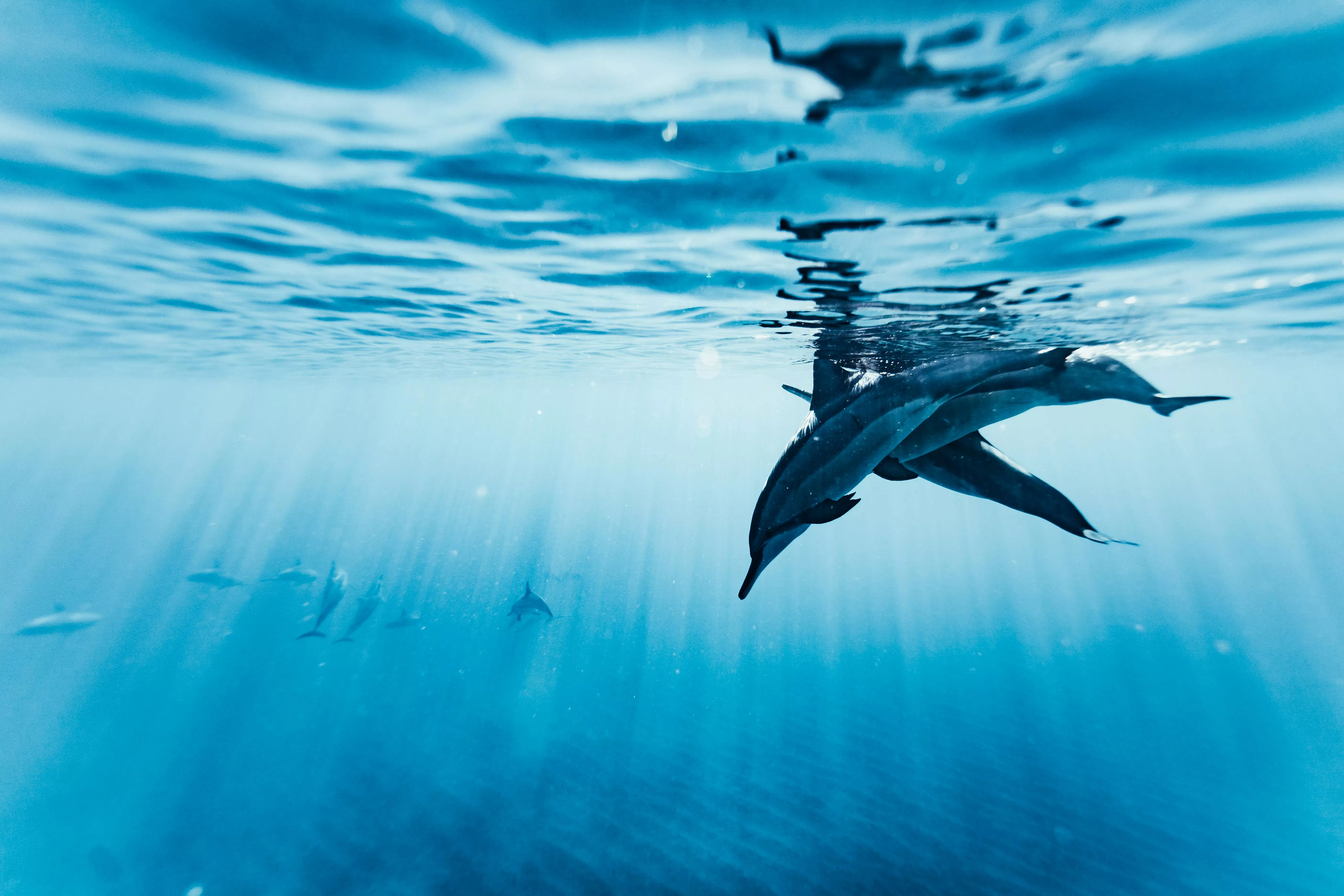 Dolphin Underwater Photo, Download