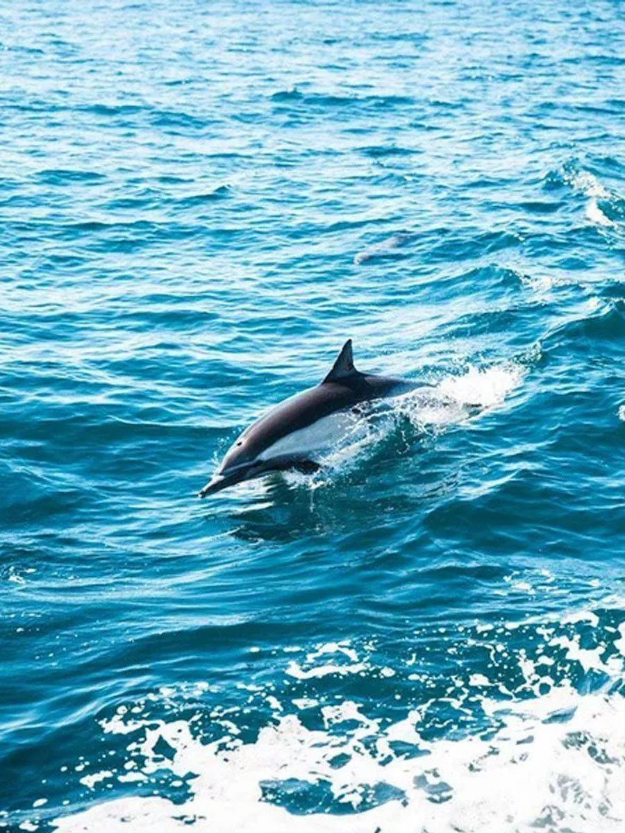 Solo Dolphin Wall Mural. Ocean