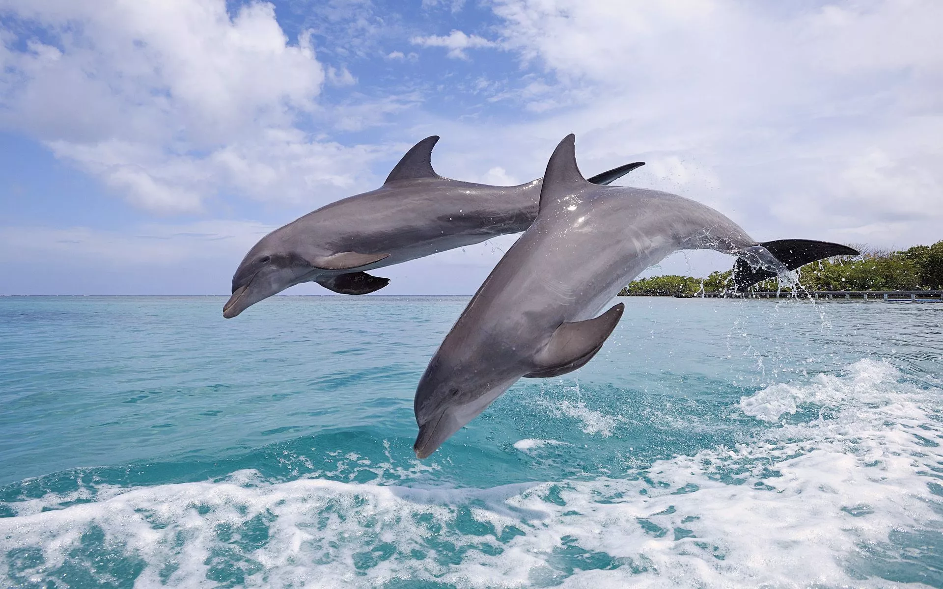 Bottlenose Dolphins in Ocean Splash