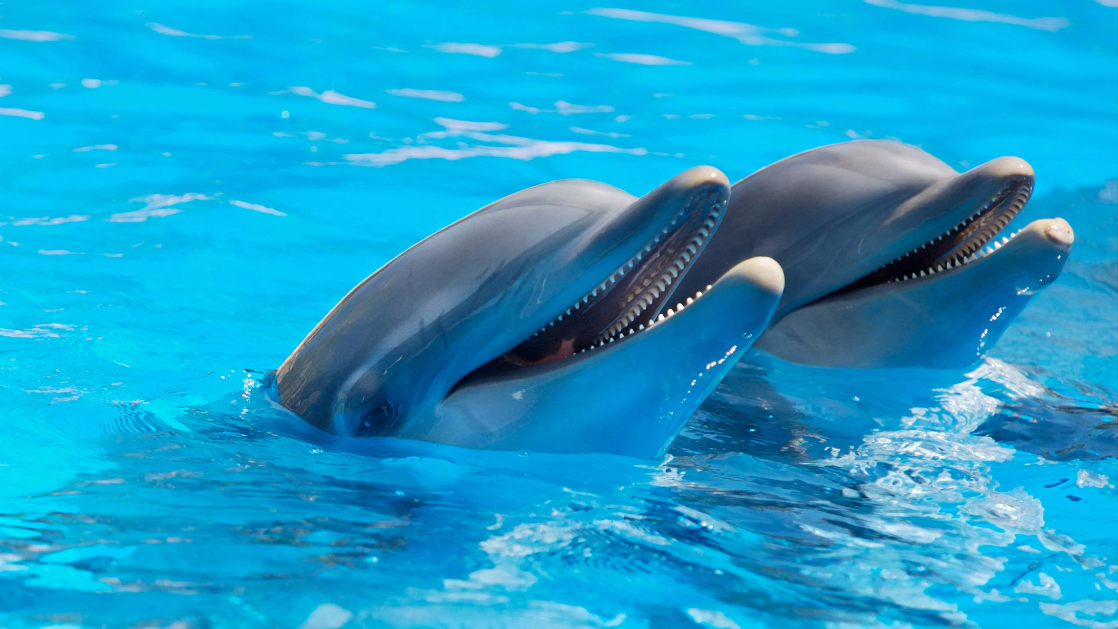 Dolphins Photo, Download The BEST Free