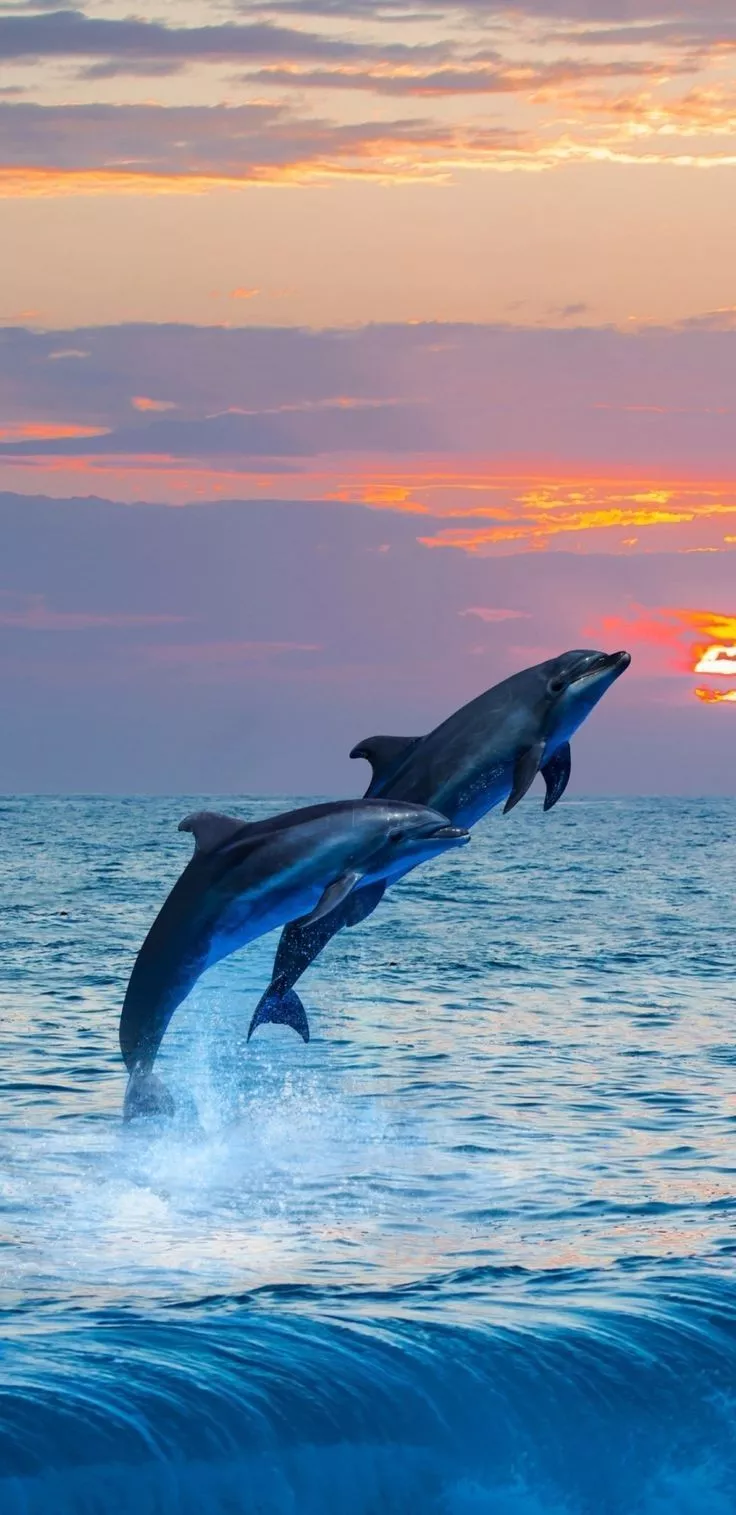 Dolphin Wallpaper