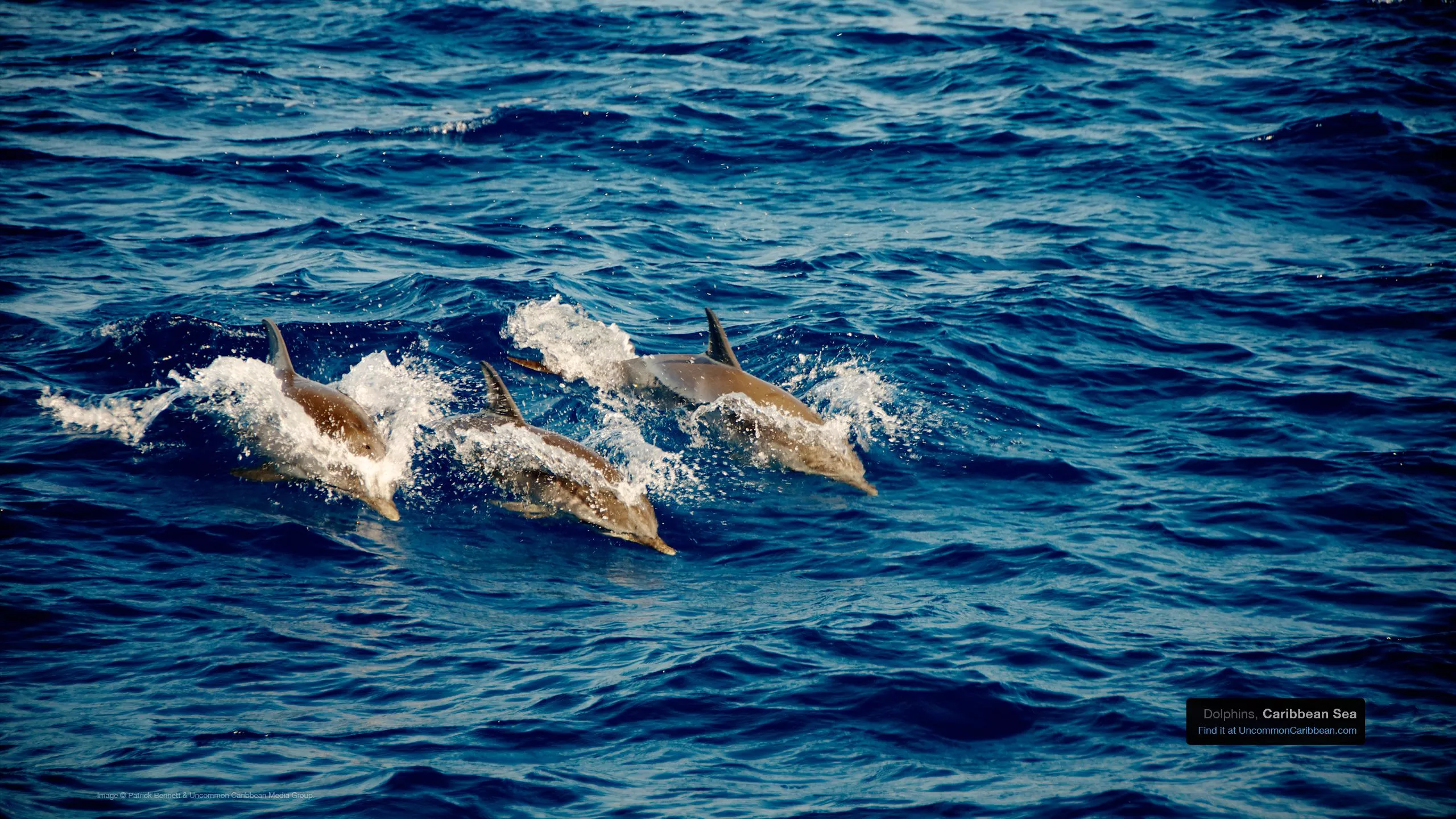 Caribbean Wallpaper Wednesday: Dolphins