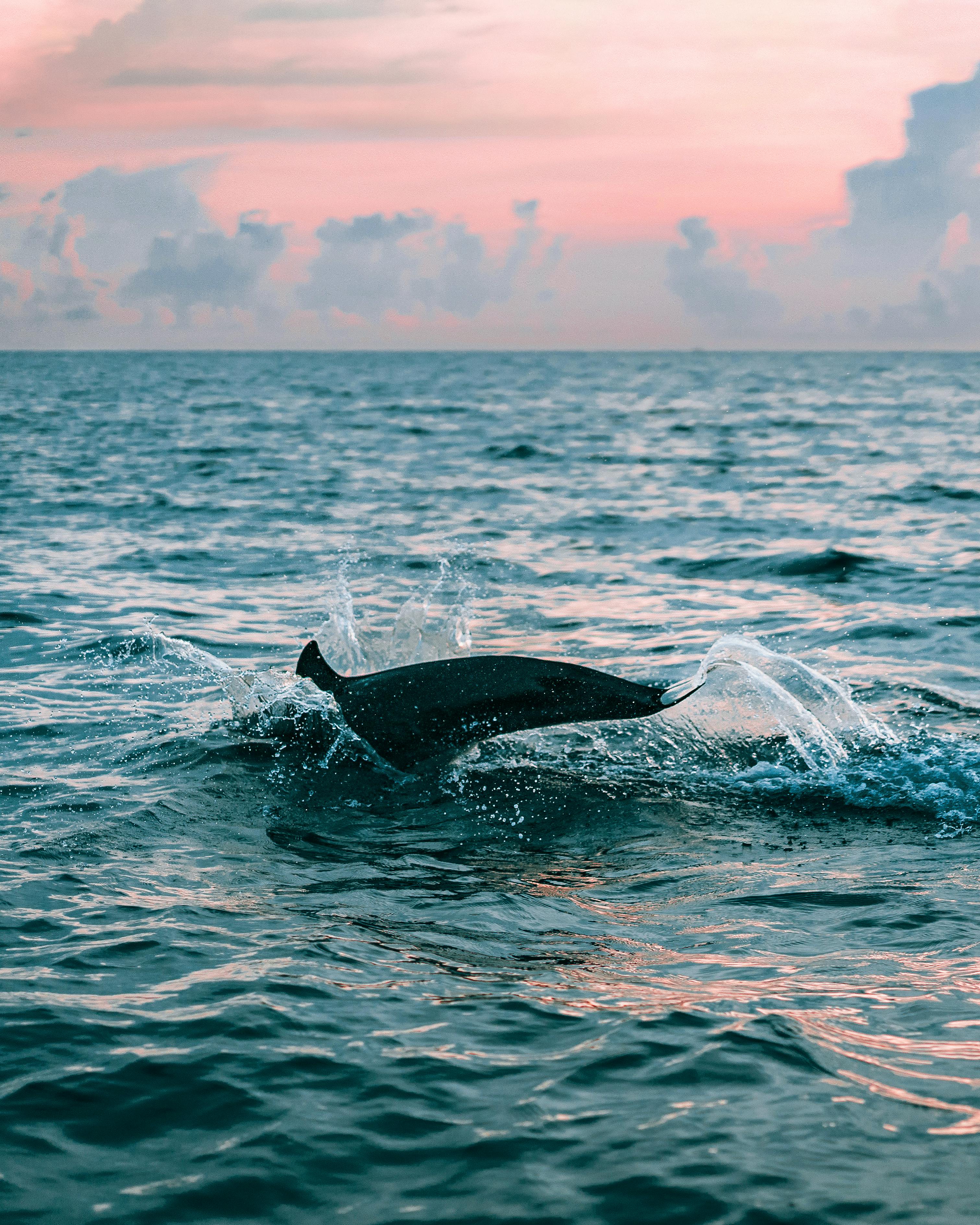 A Dolphin Tail in the Ocean · Free