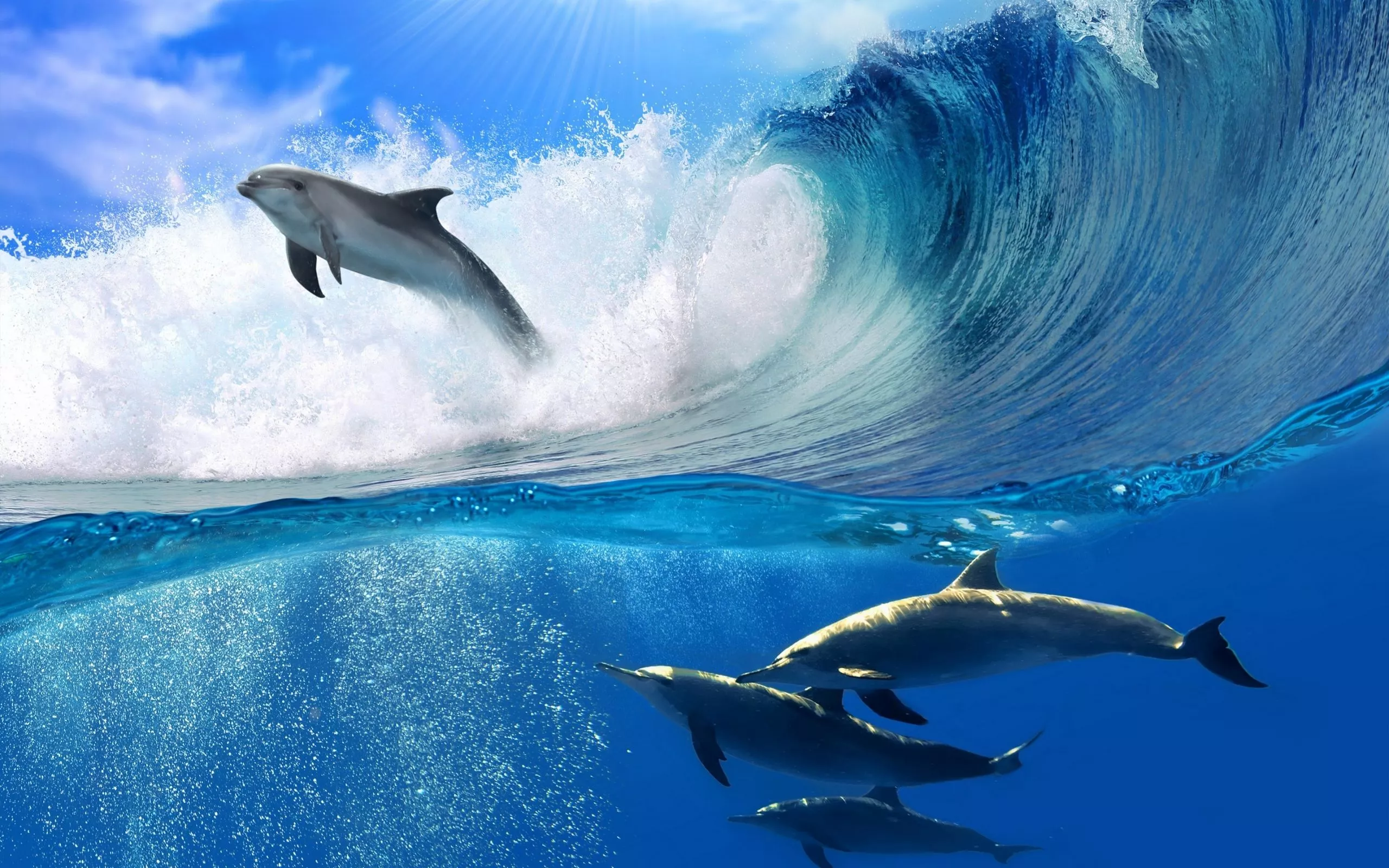 Bottlenose Dolphin Ocean Splash HD