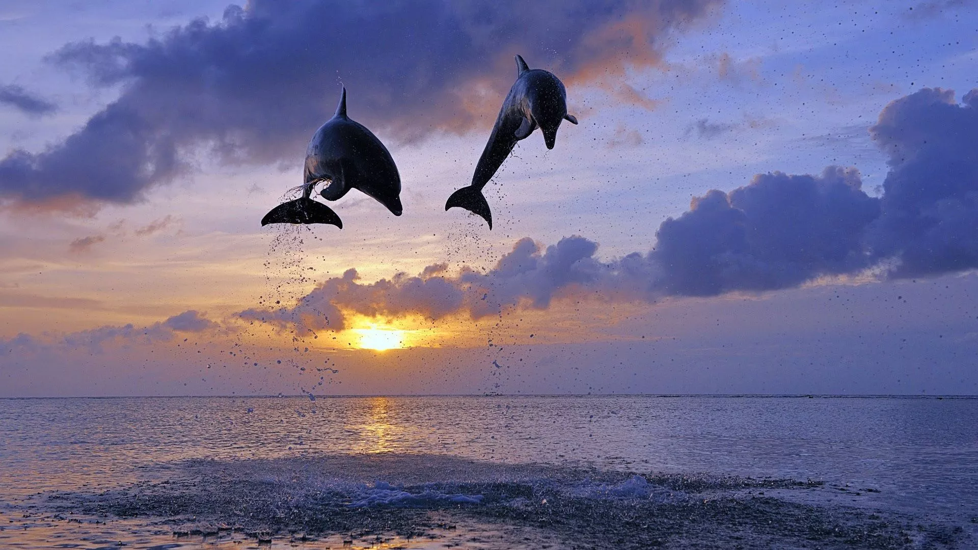 Wallpaper sea, the sun, jump, dolphins