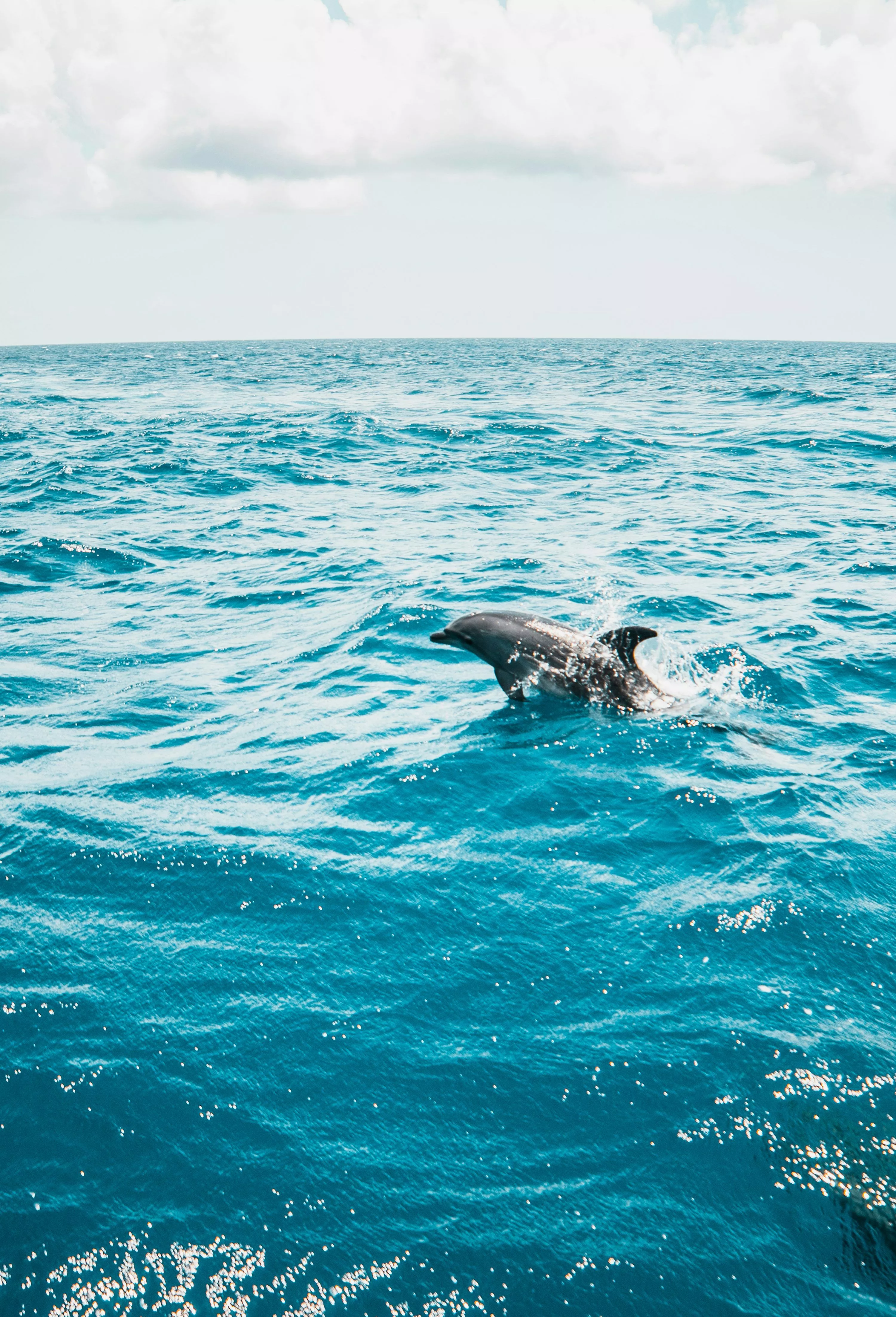 Dolphins Picture. Download Free