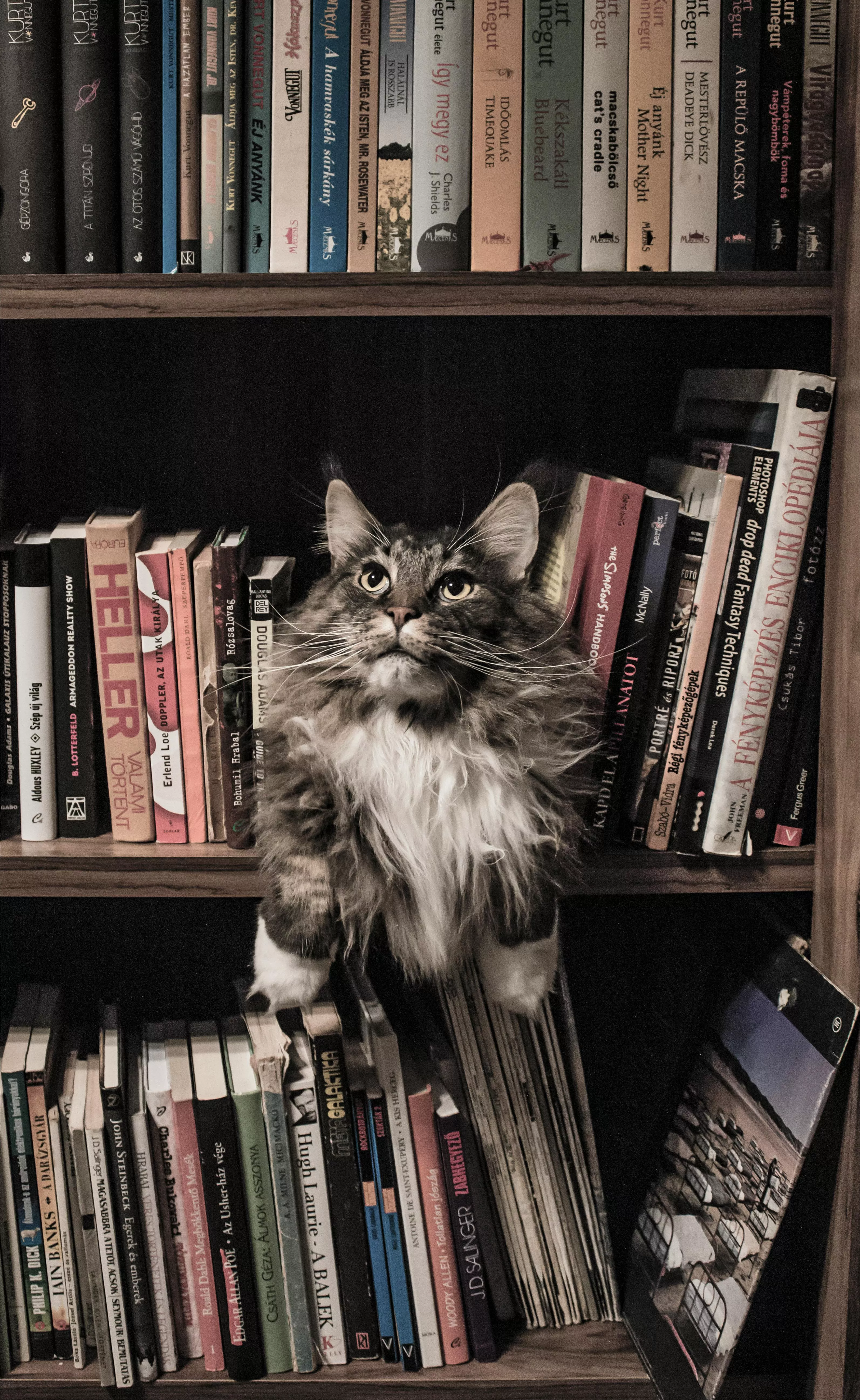 Cats And Books Photo, Download