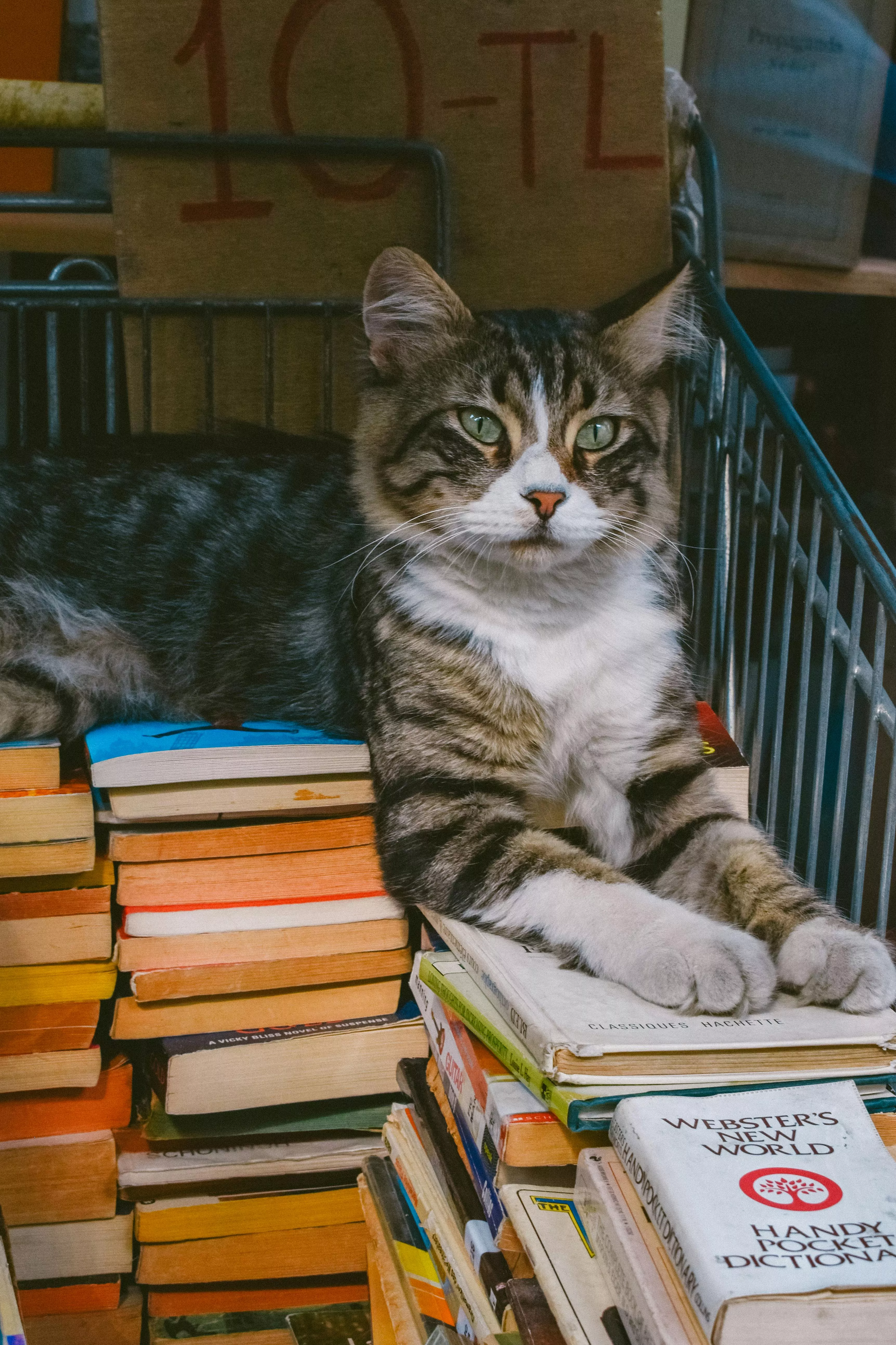 cat sitting on top of a stack of books
