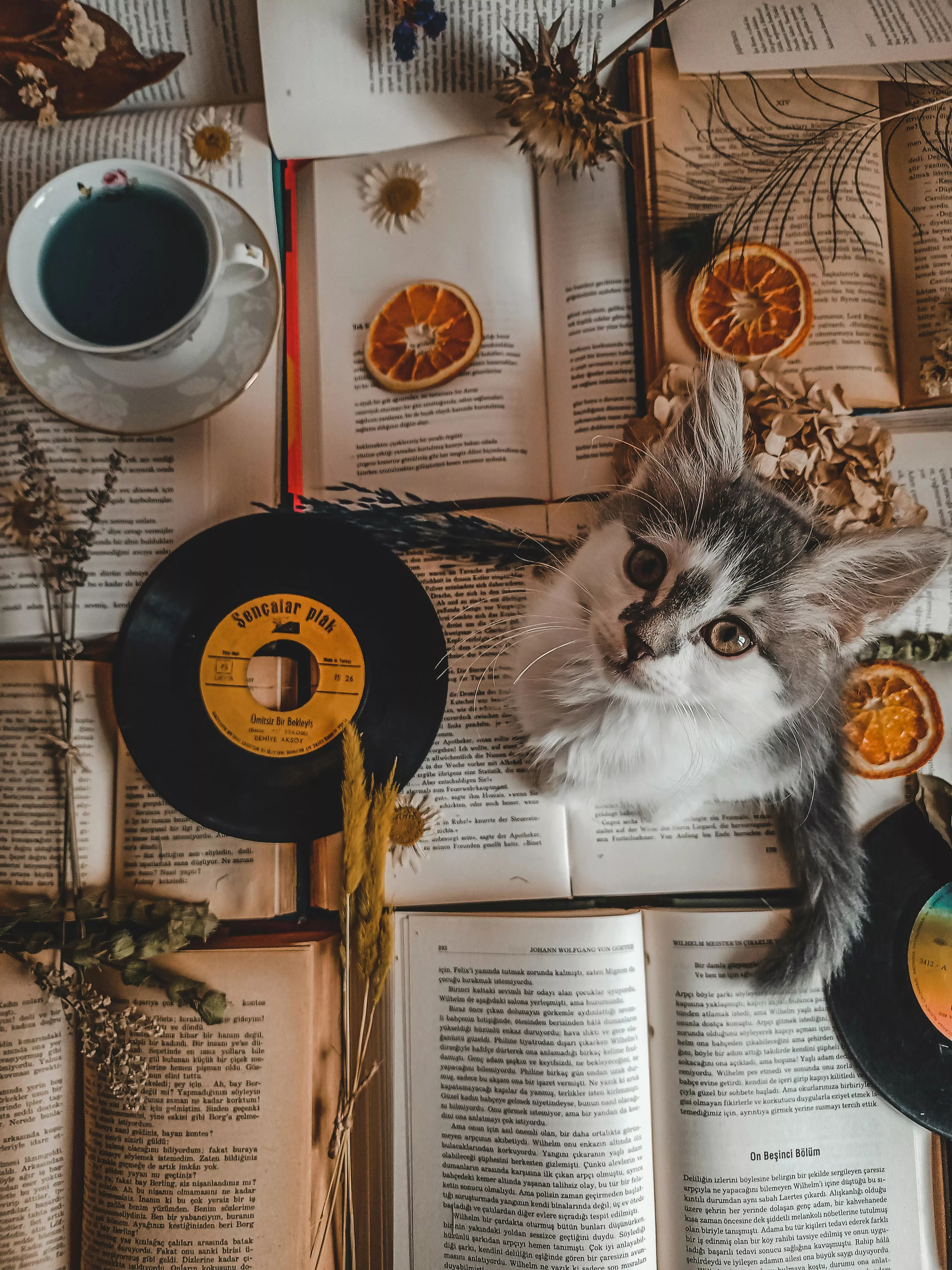 A Cute Cat Sitting on an Open Books