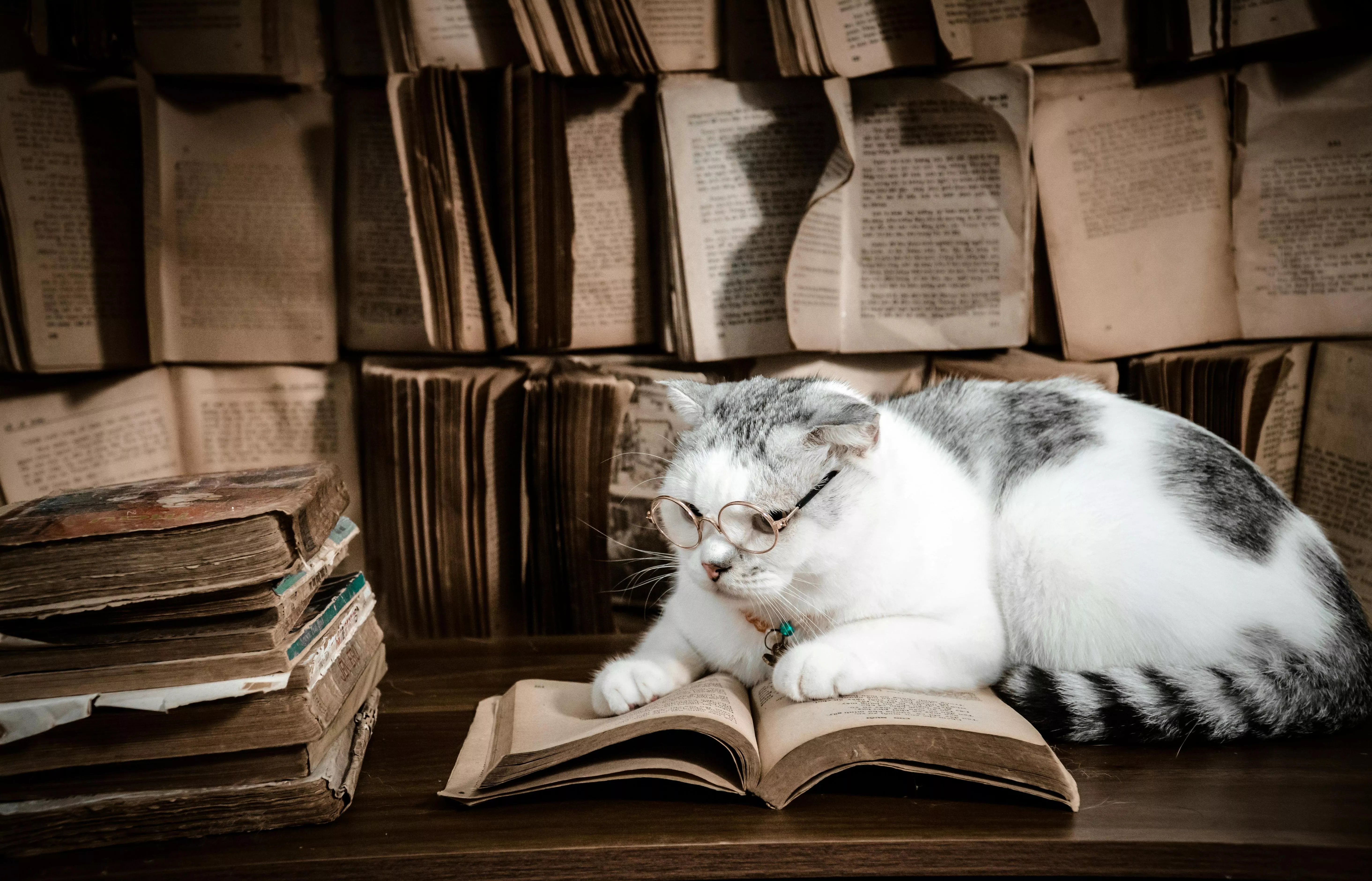 Cute Cat in Glasses Reading Book · Free