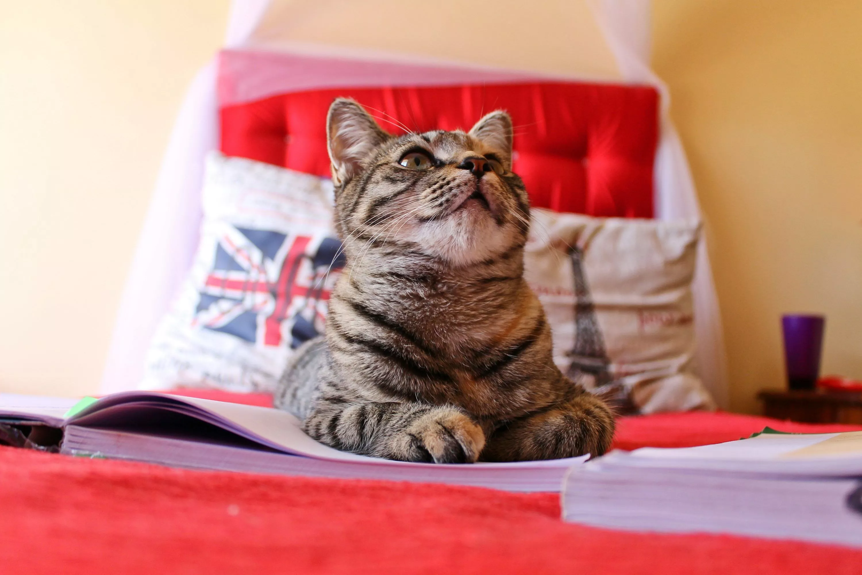 50,Cat Book Picture. Download