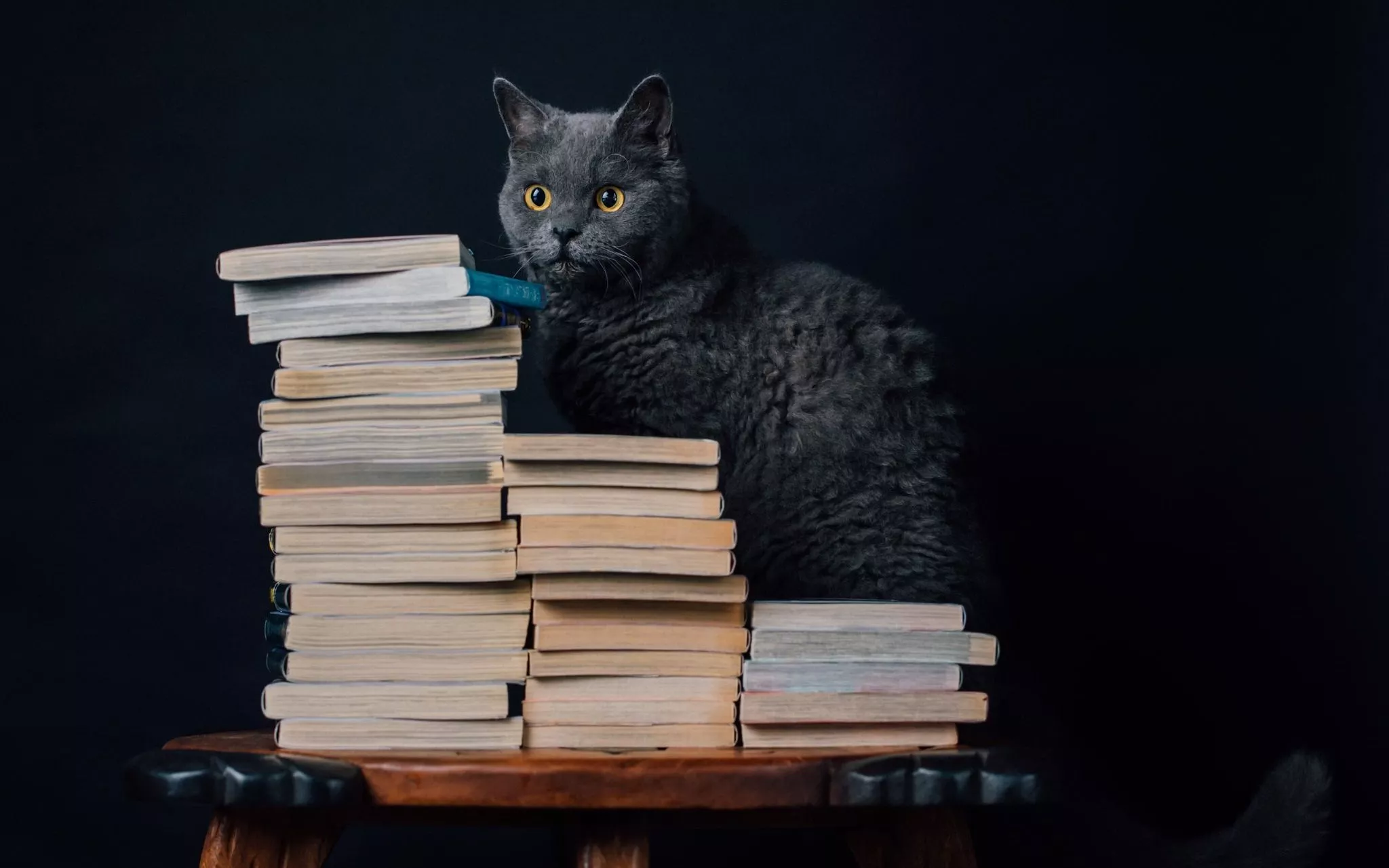 Wallpaper cat, background, books