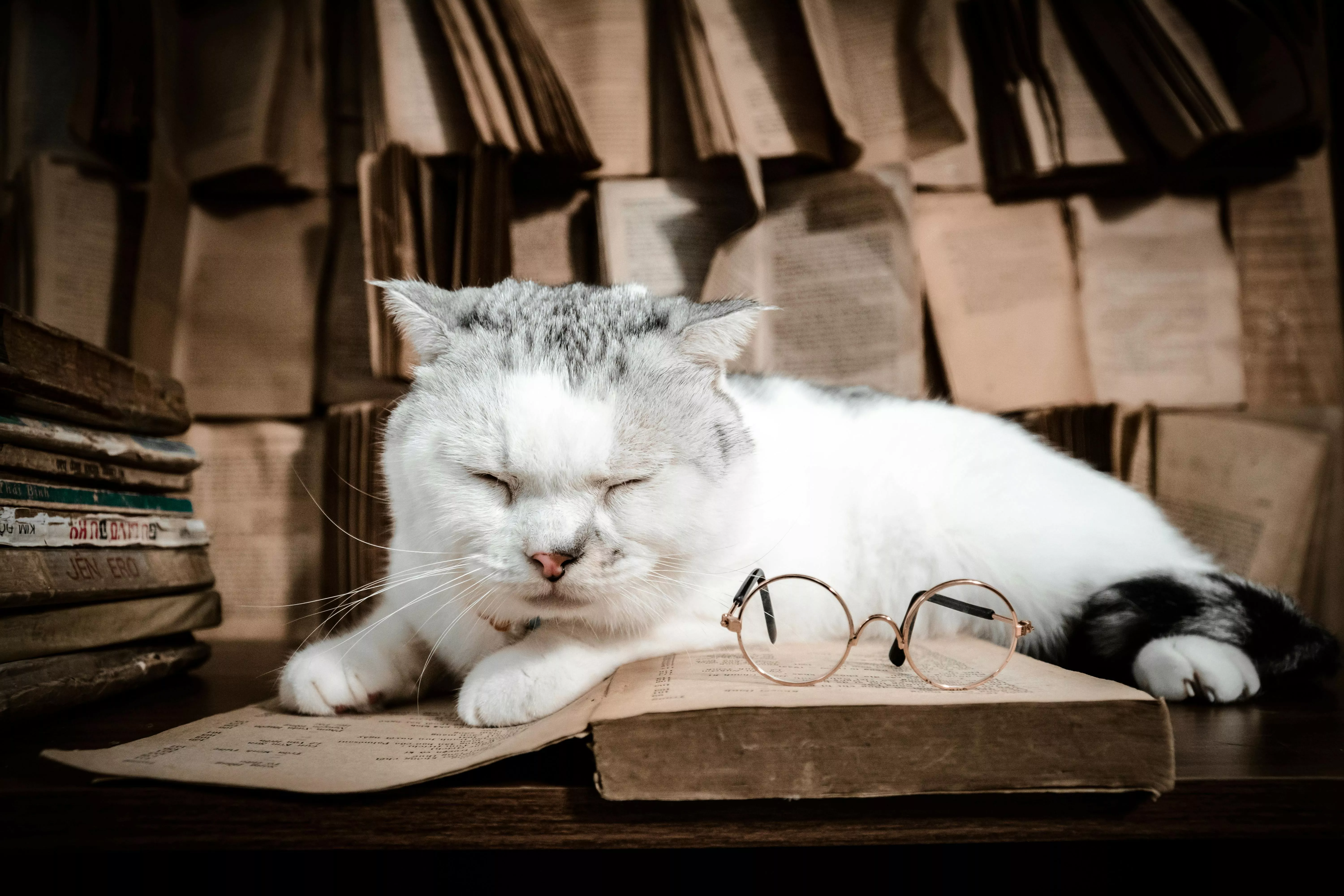 White Cat Lying near Book · Free Stock