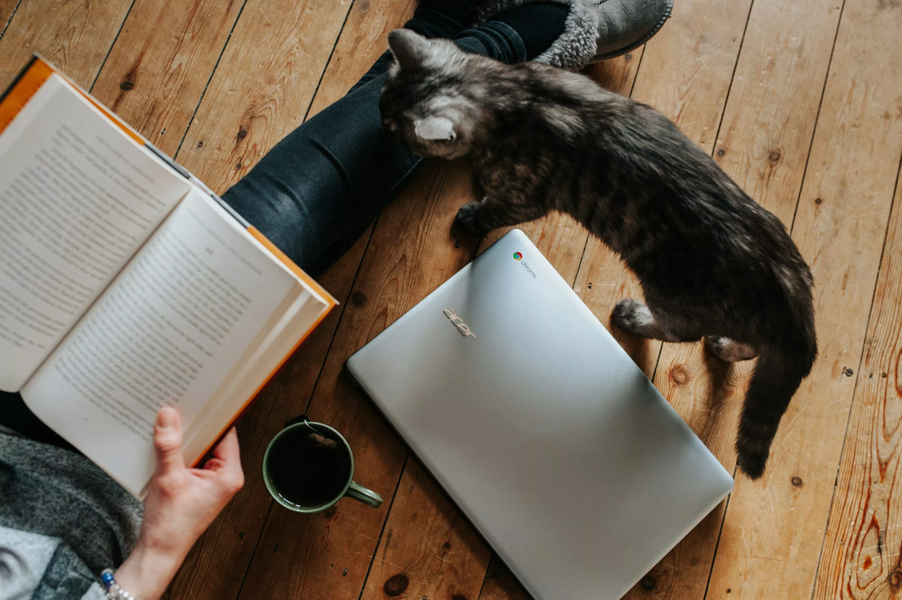 Cat walking through laptop computer