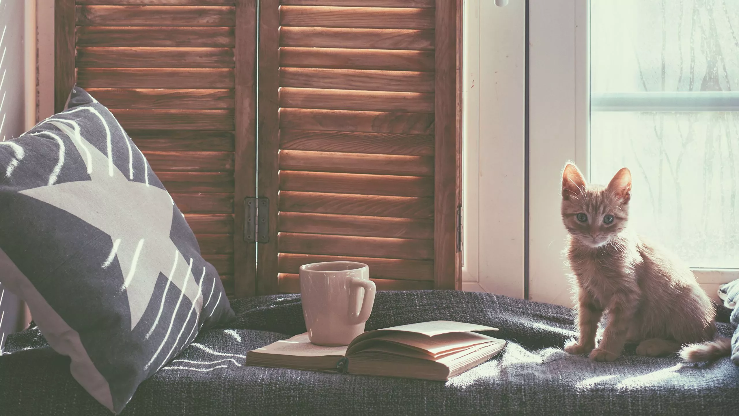 Photos Kittens Cats Cup Book Window