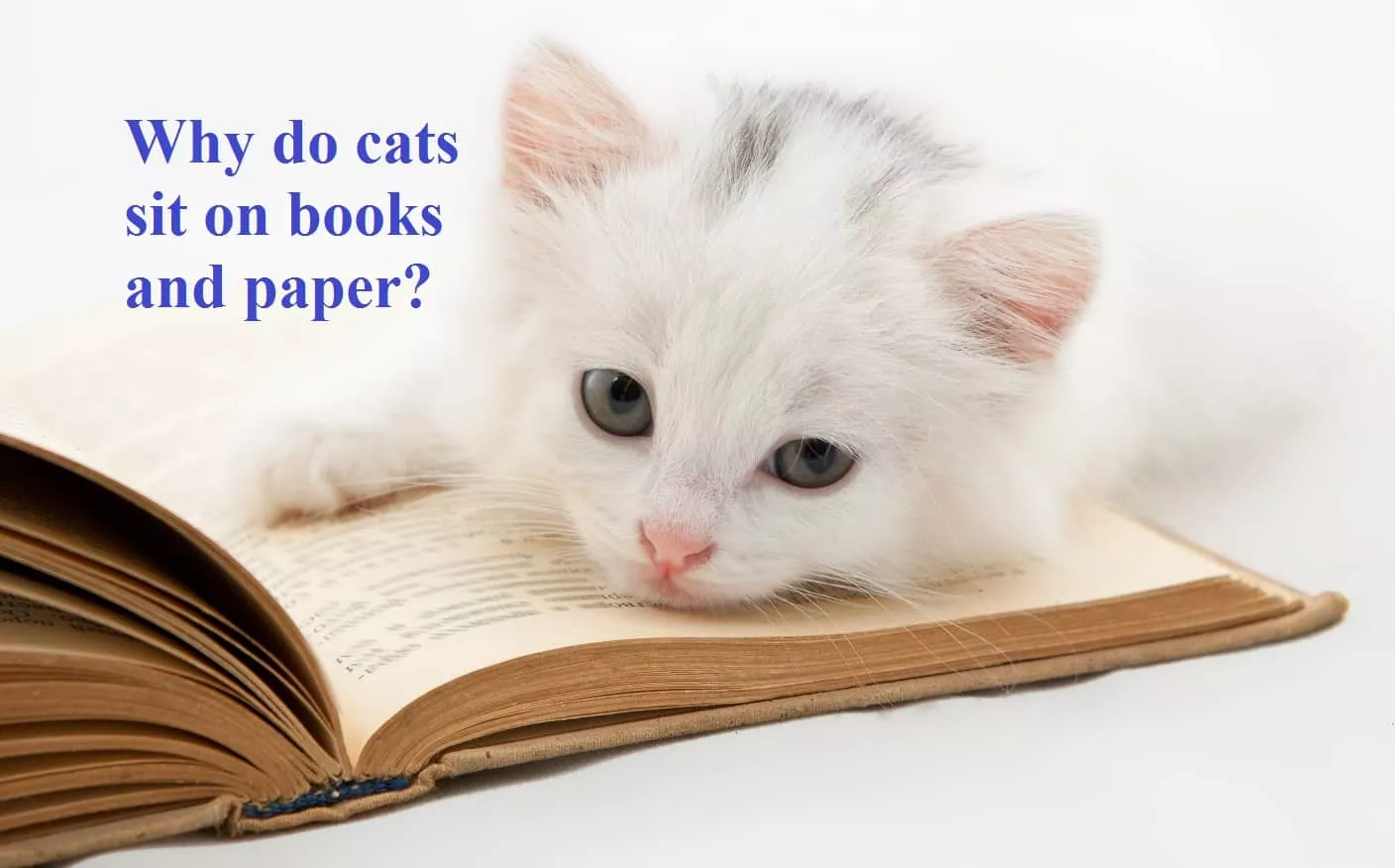 How Cats Read: Why Do Cats Sit On Books