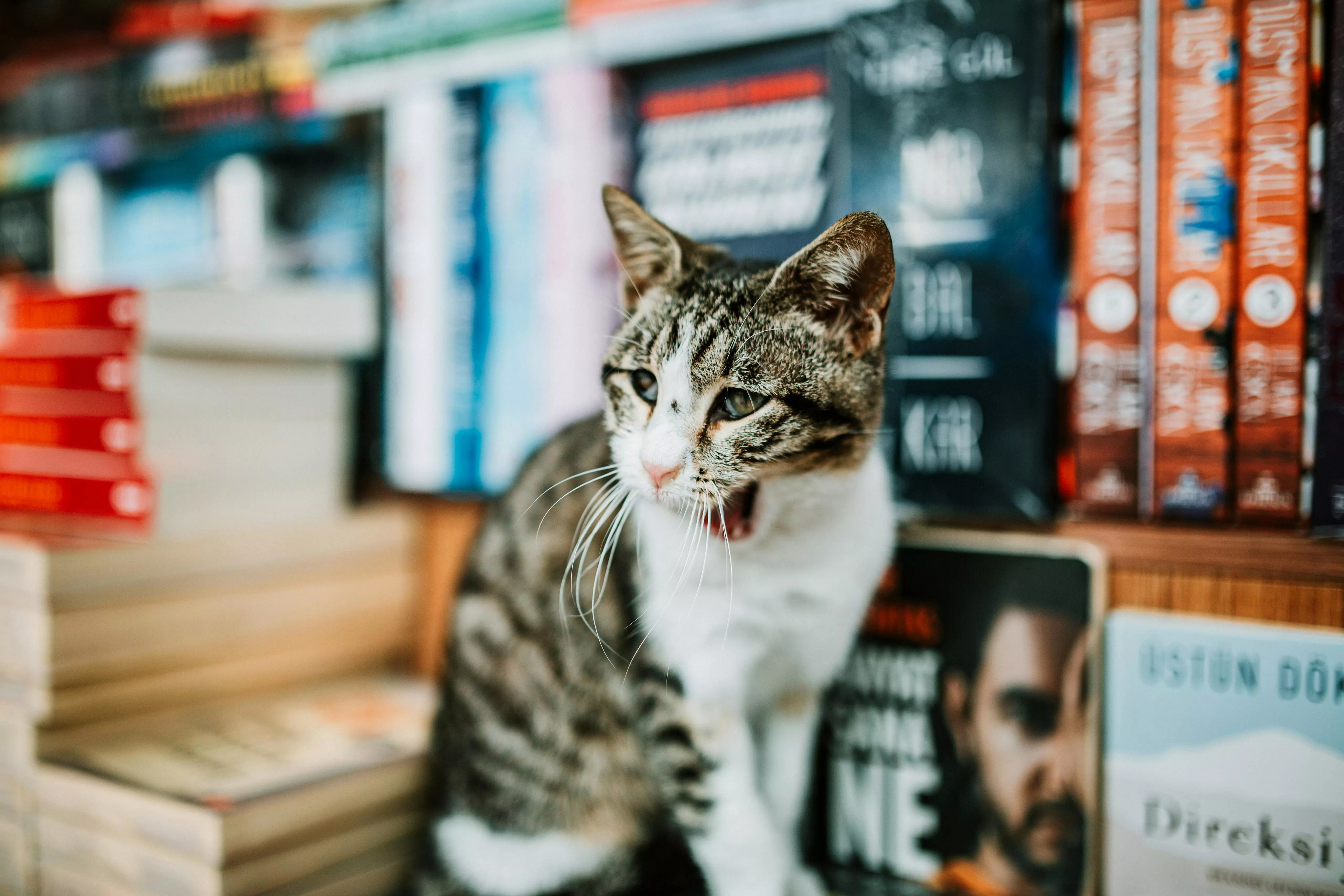 Cats And Books Photo, Download