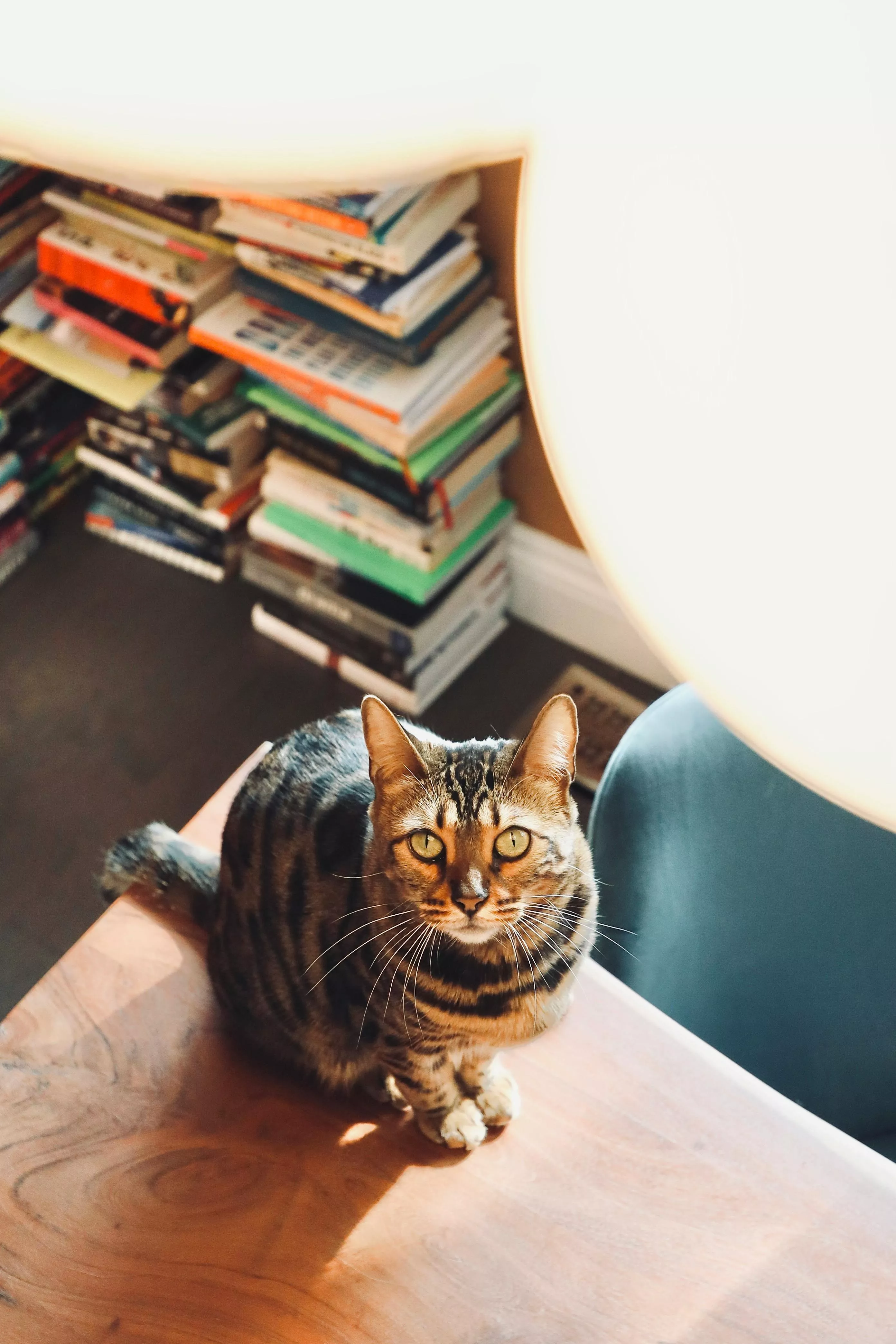 Cat Lying Down on Books · Free