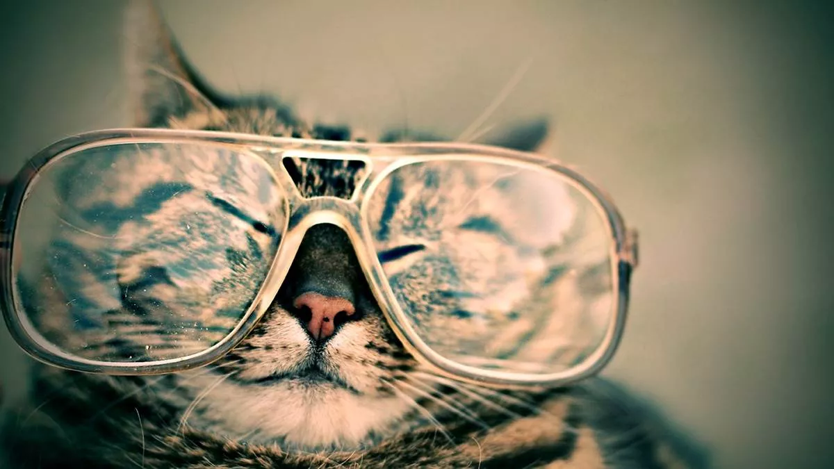 Rae Earl: 'Cats and books go together