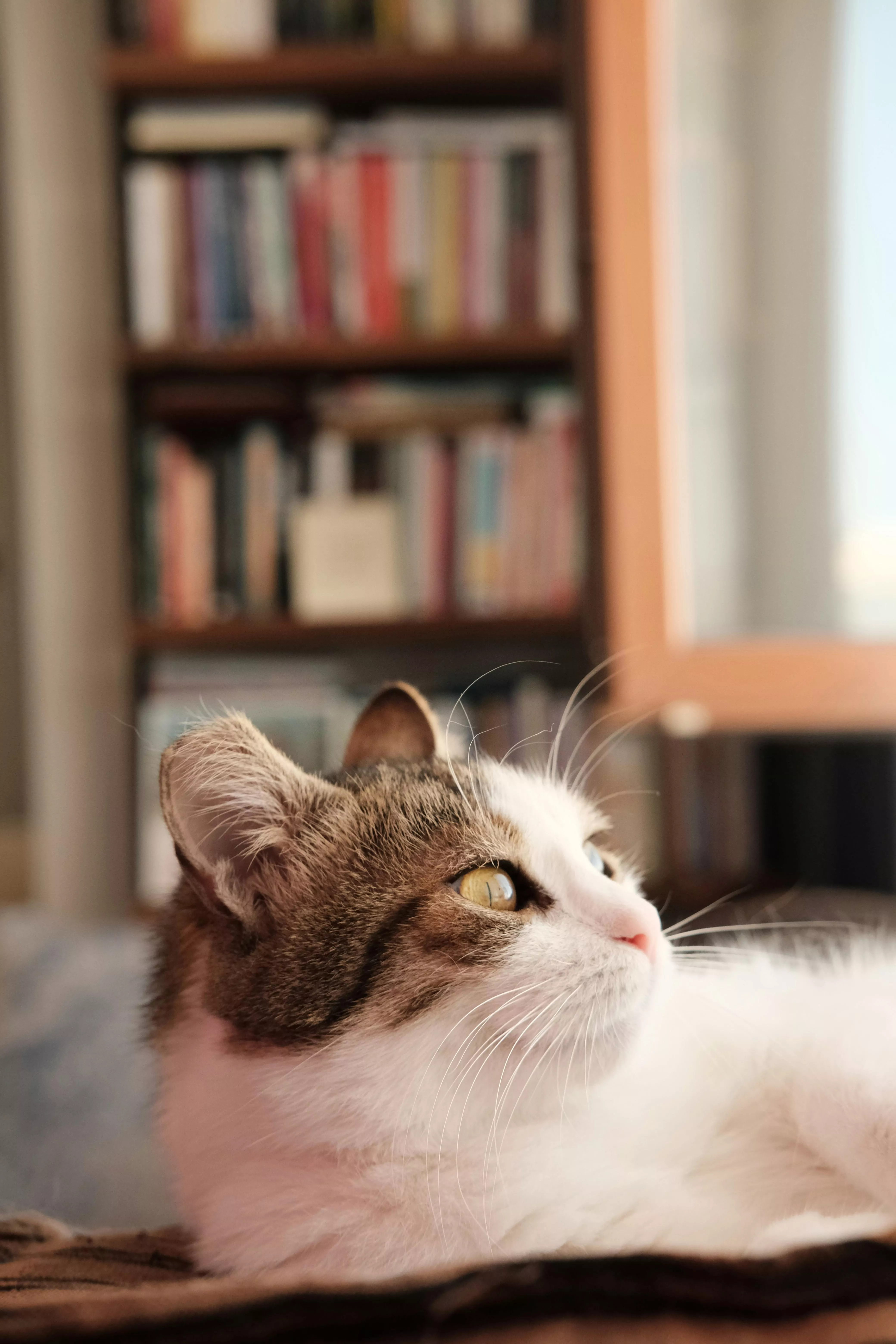 Cat Lying Down · Free