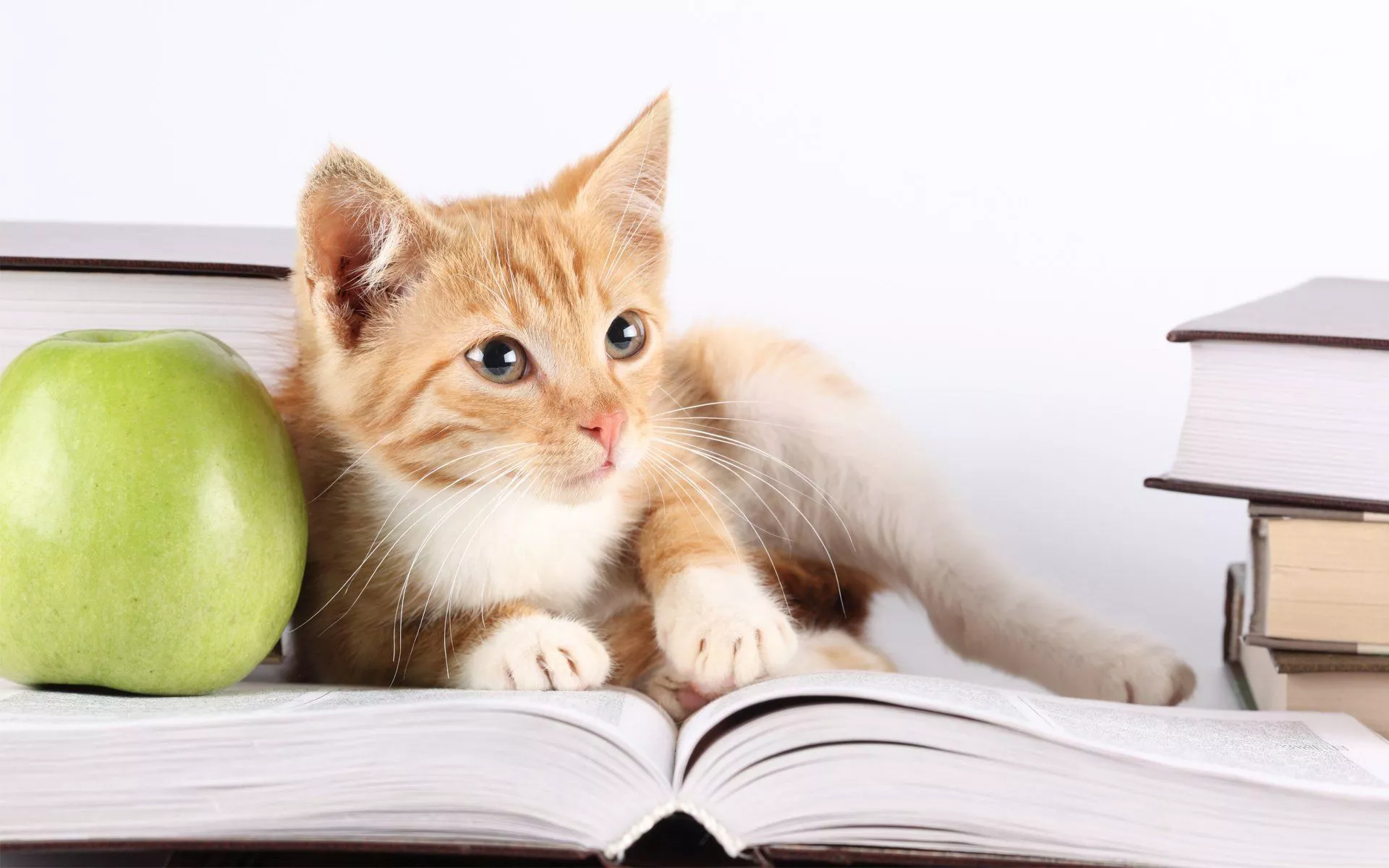 Apple Book Kitten Animal Cat HD Wallpaper