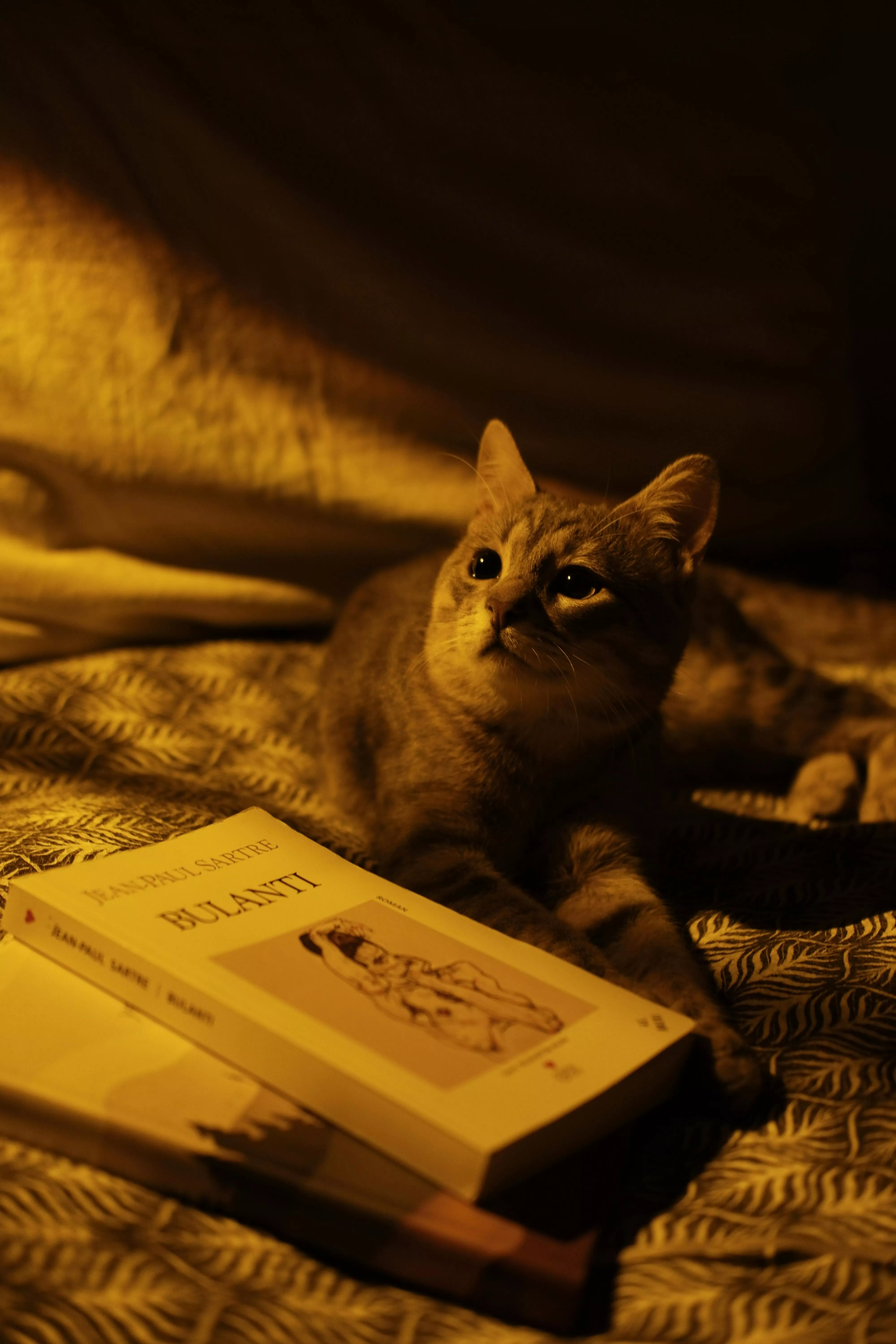 Cat Lying Down near Books · Free Stock