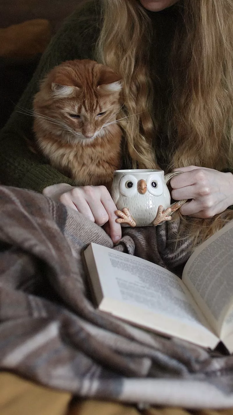 HD kitten reading a book wallpaper
