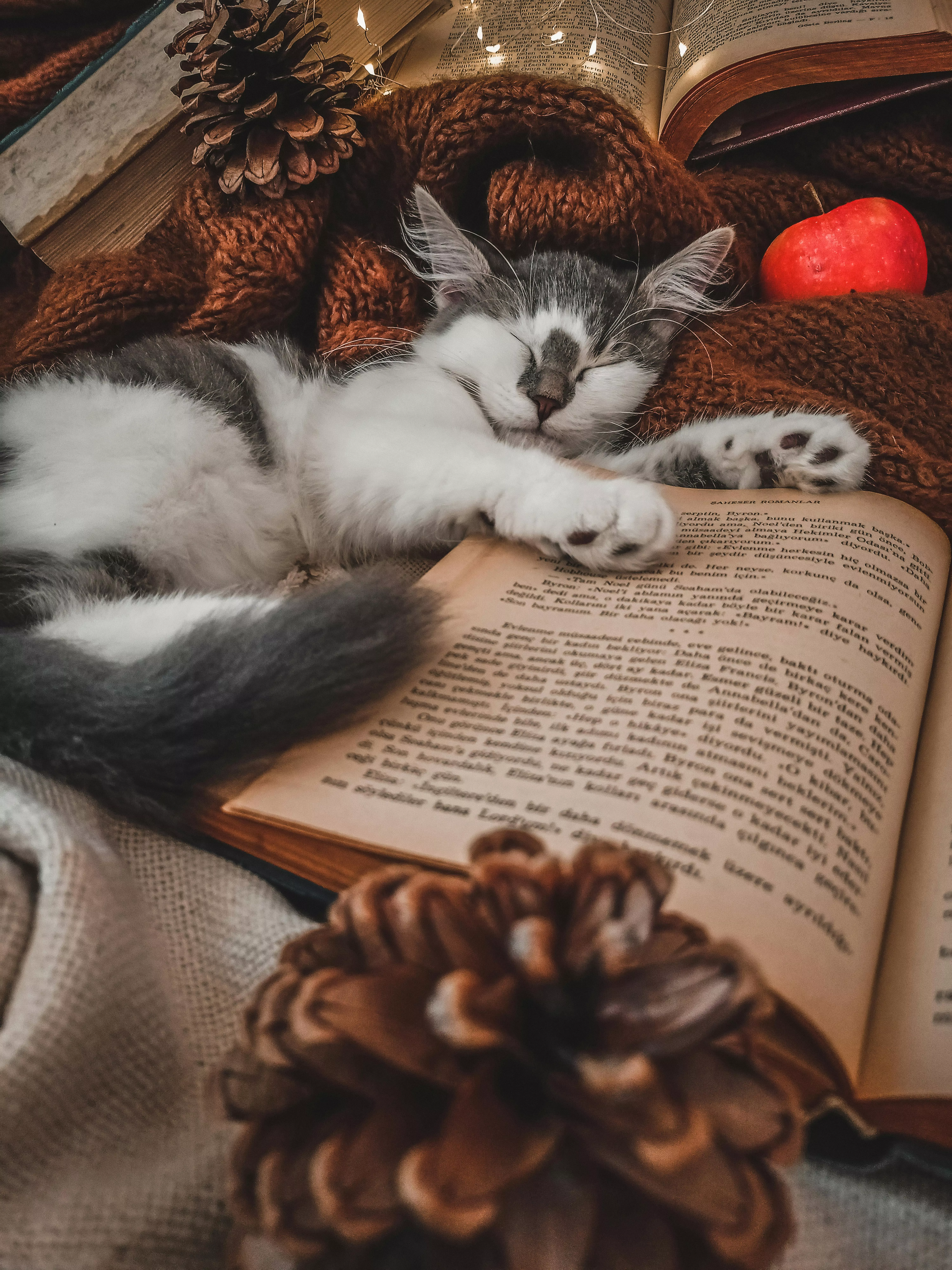 Photo of a Kitten Sleeping Beside a