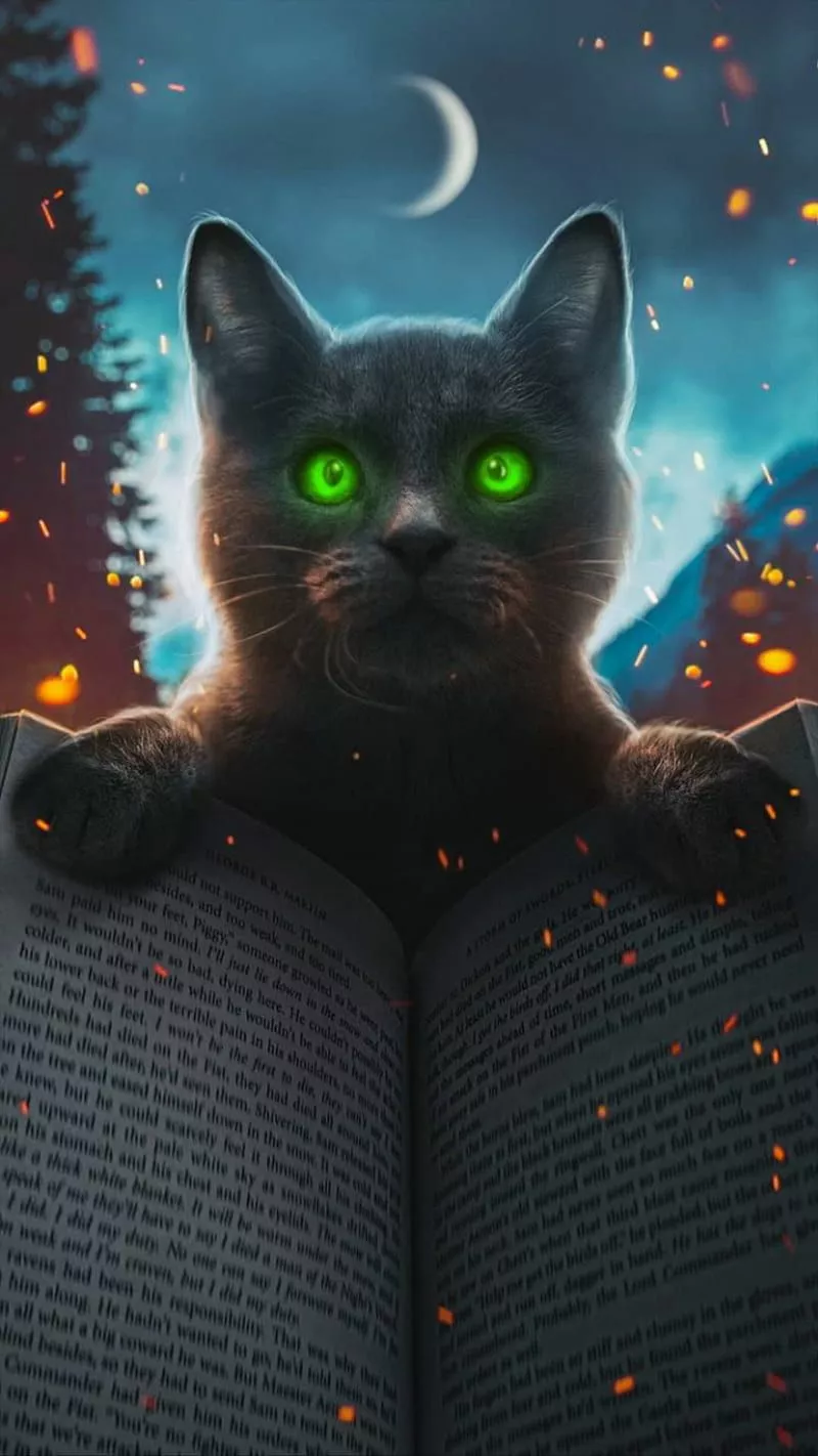 Book cat, black, book, cat, cats, cute