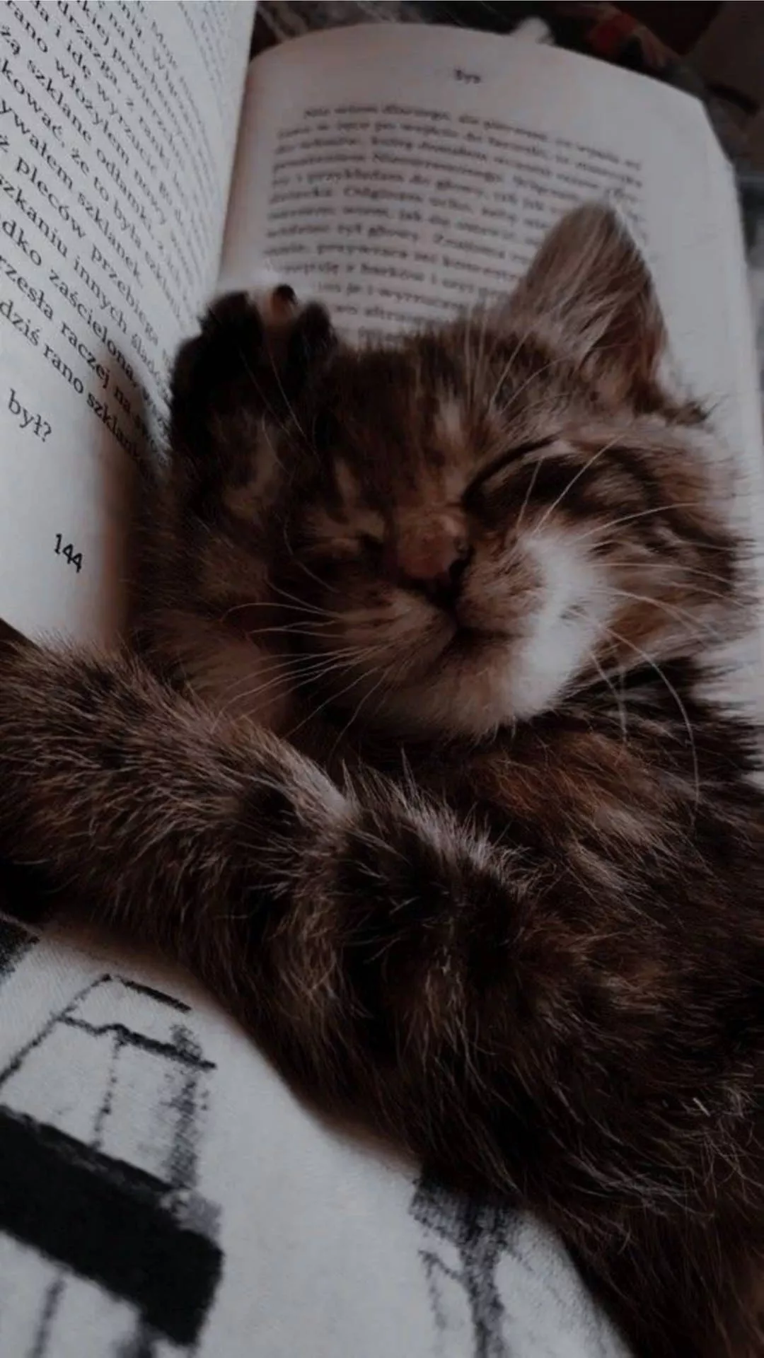 Cute Cat Aesthetically Sleeping