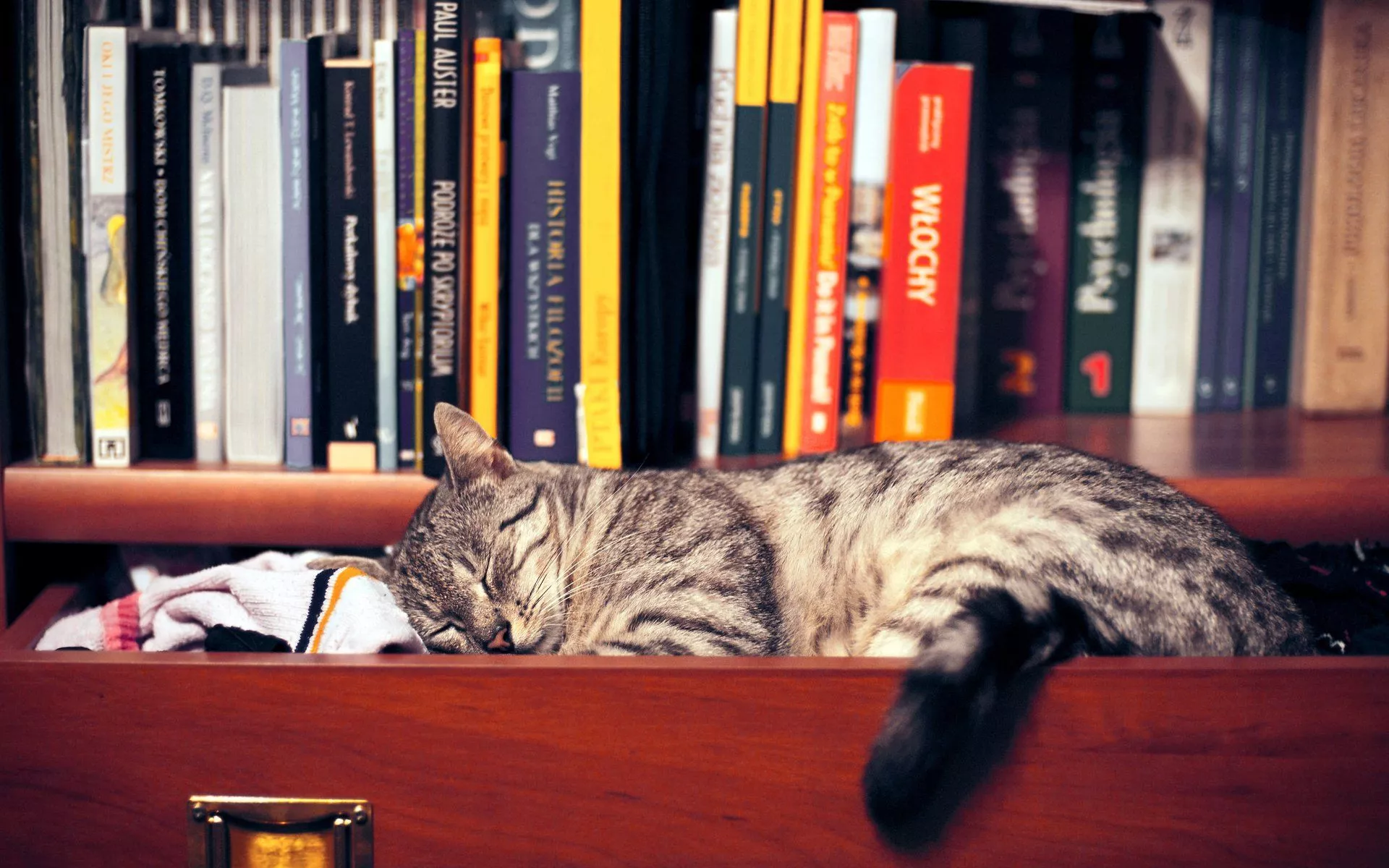 Download Sleeping Book Cute Animal Cat