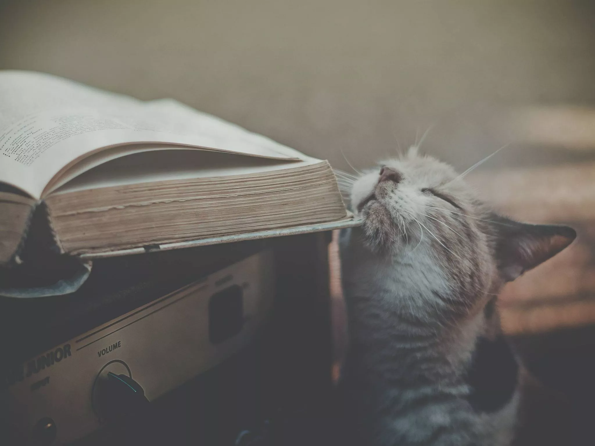 Wallpaper Book, Cat, Fawning for mobile