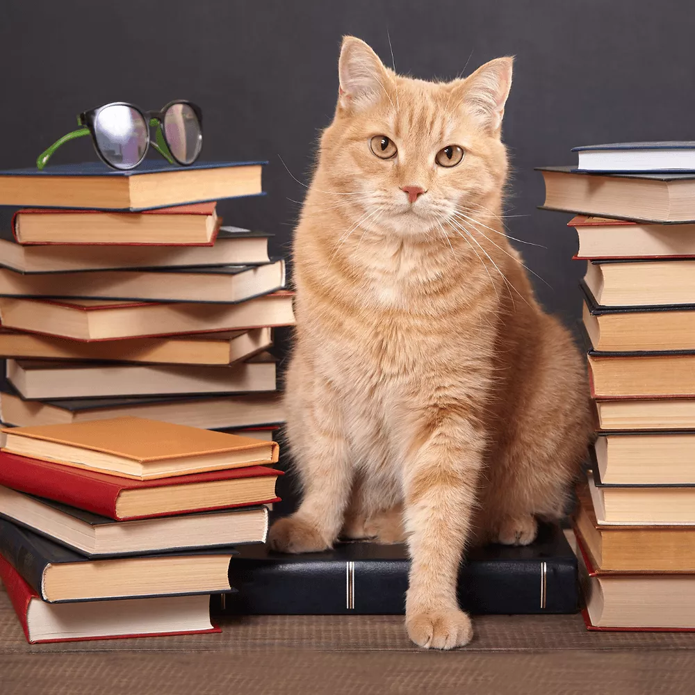 We Love Our Feline Friends!