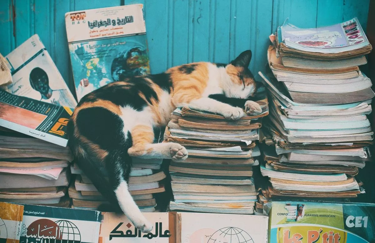 Free Image, cat, felidae, small to