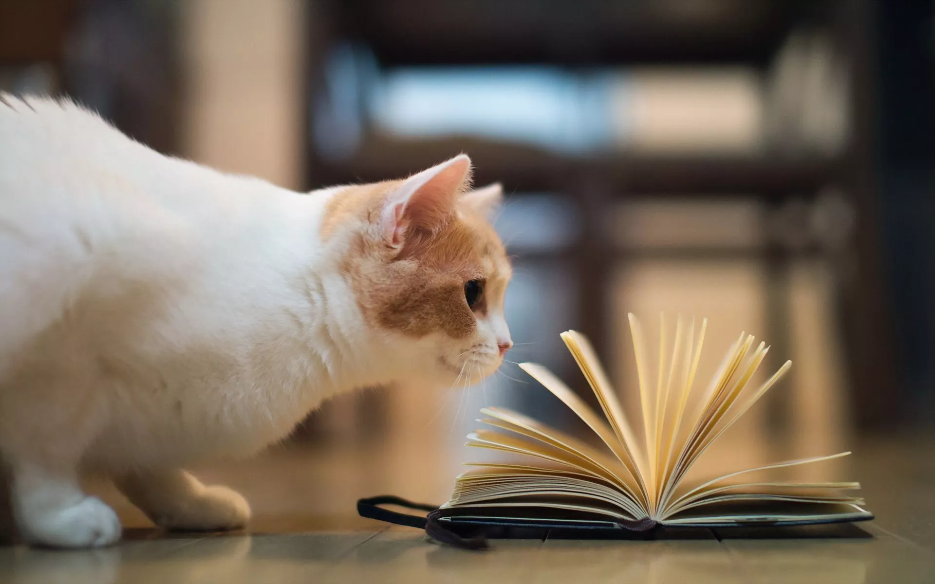 Wallpaper cat, book, torode for mobile