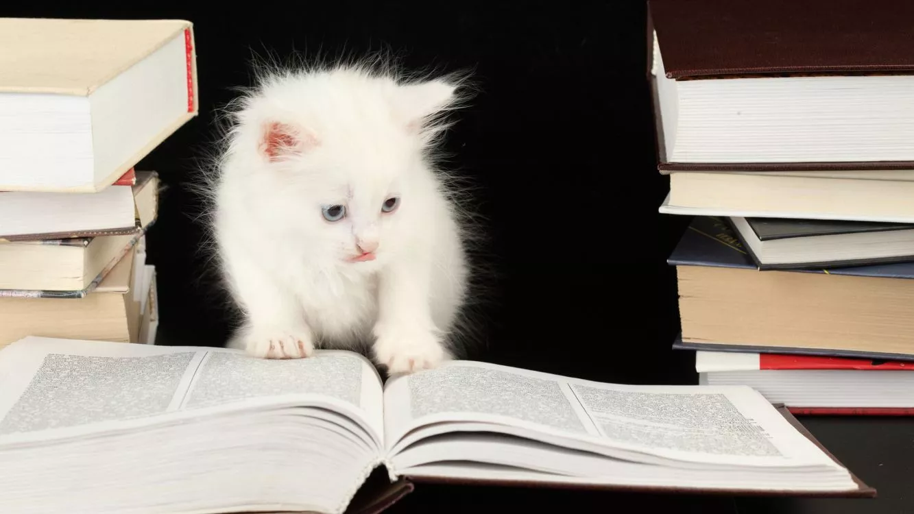 Books, Kitten, Cat, Dog, Tabby Cat