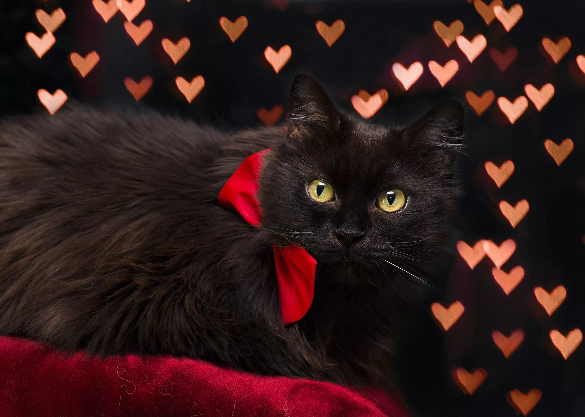 Heart Ribbon Animal Cat HD Wallpaper
