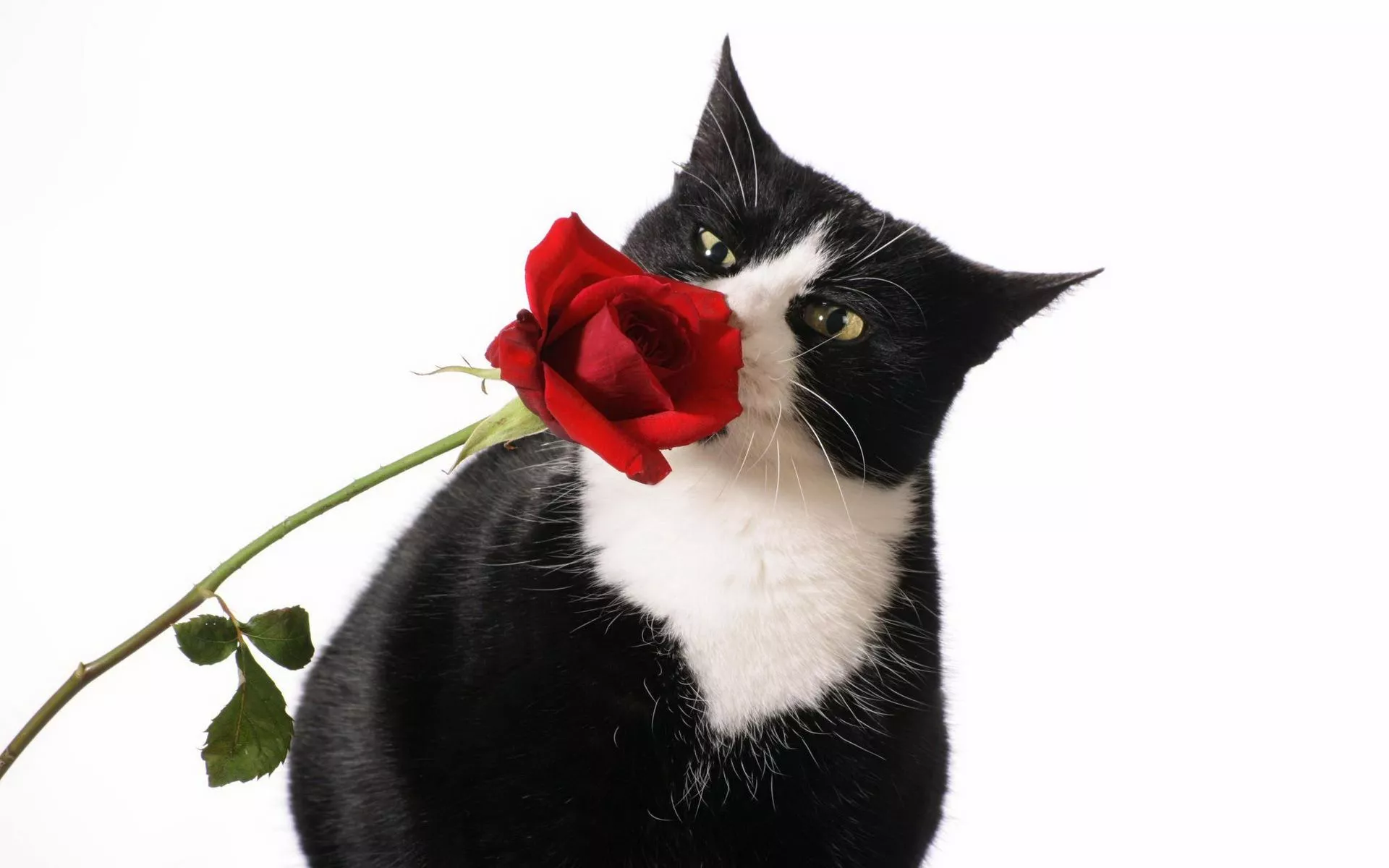 Red Rose Rose Animal Cat HD Wallpaper