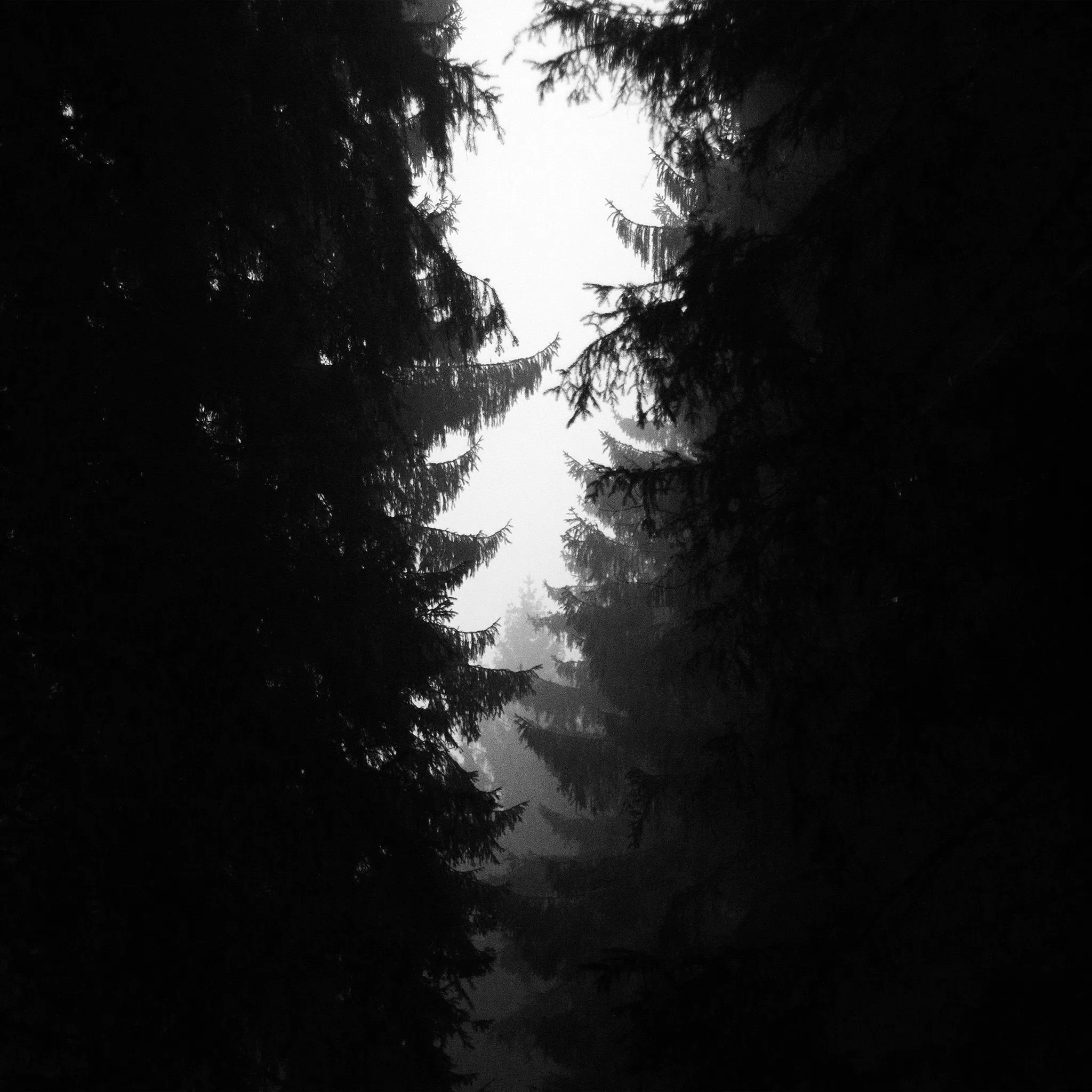 Wood Tree Simple Nature Bw Dark