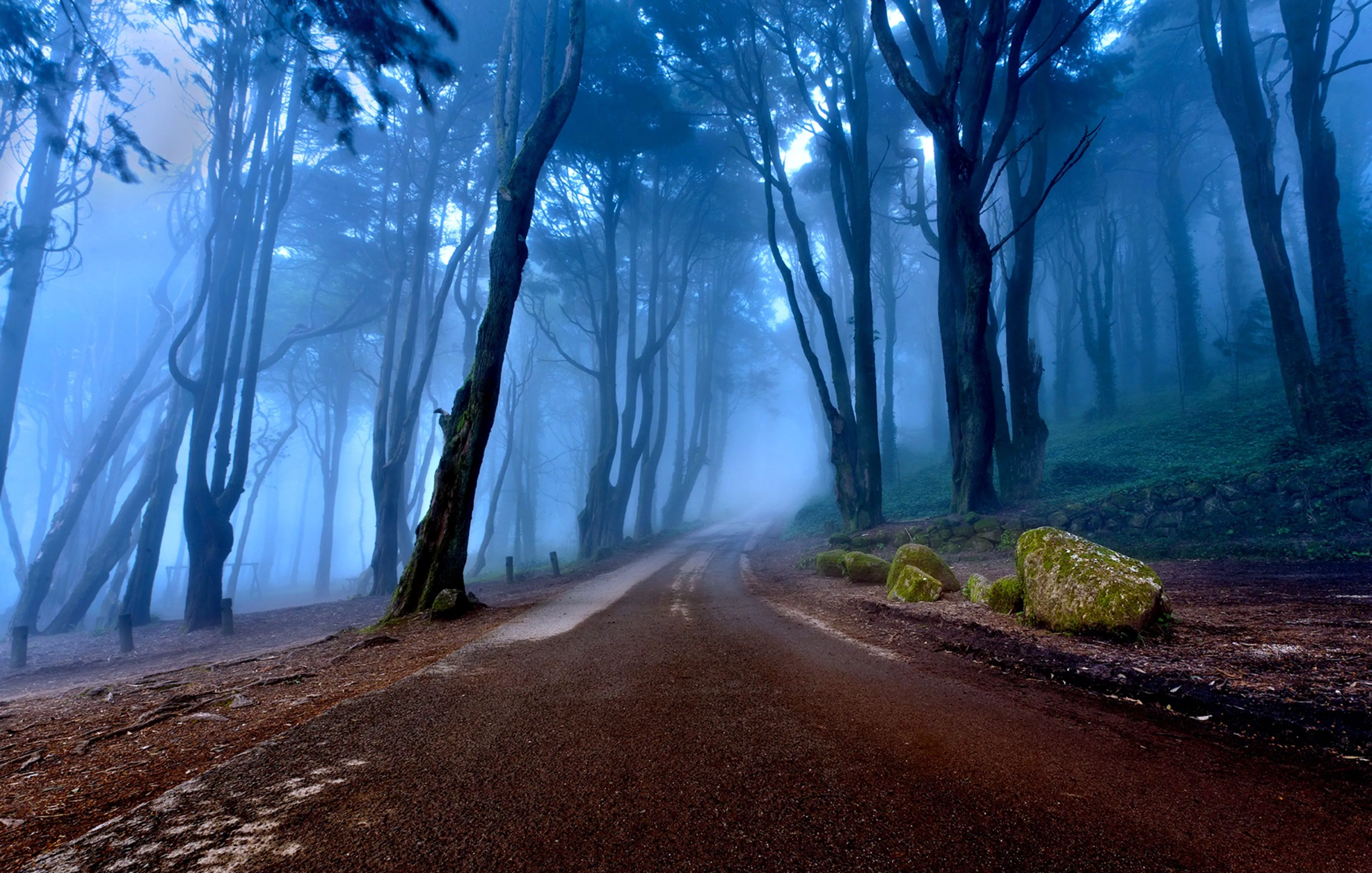 Mystical Foggy Forest Road Ultra