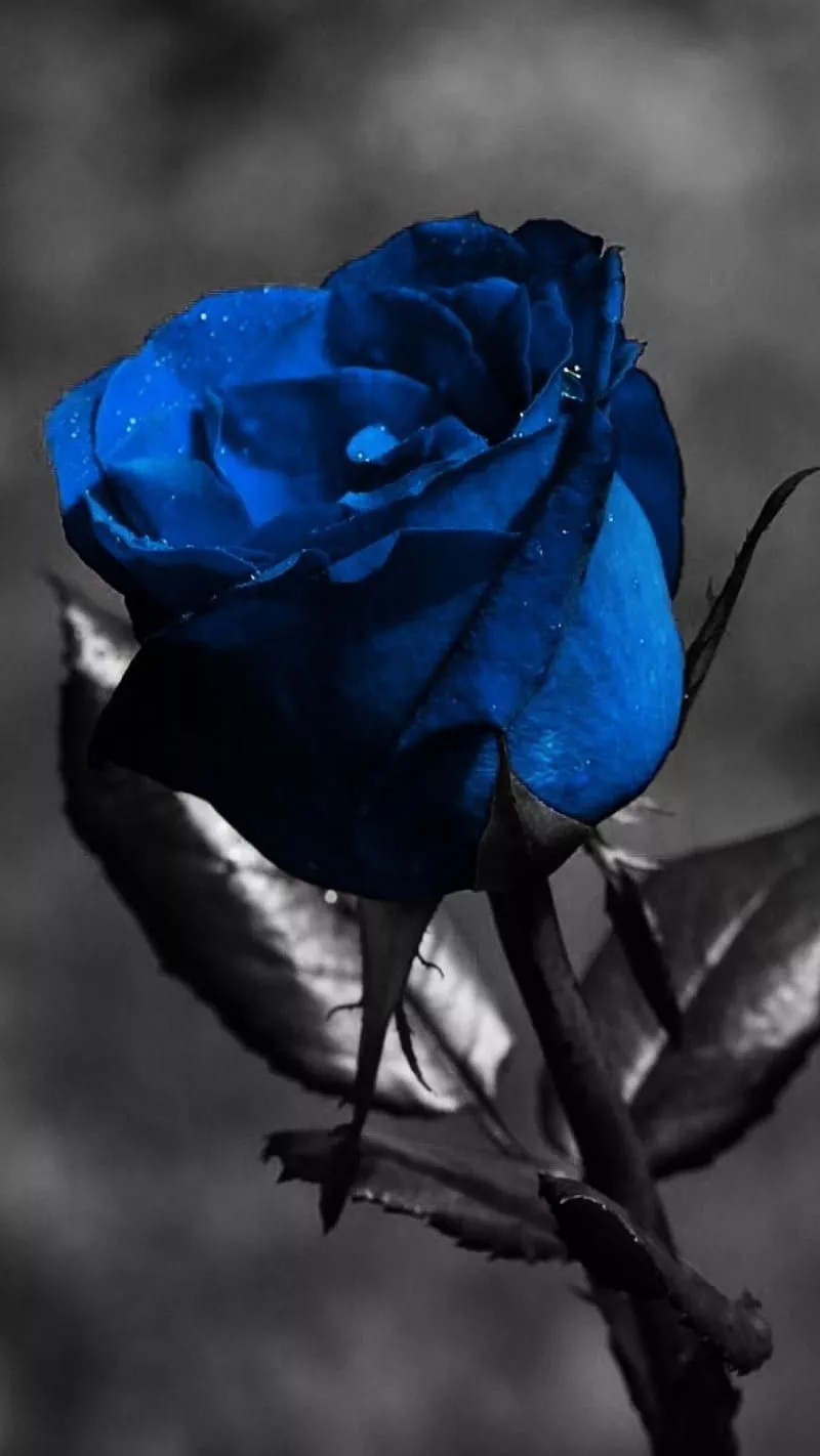Blue rose, HD phone wallpaper
