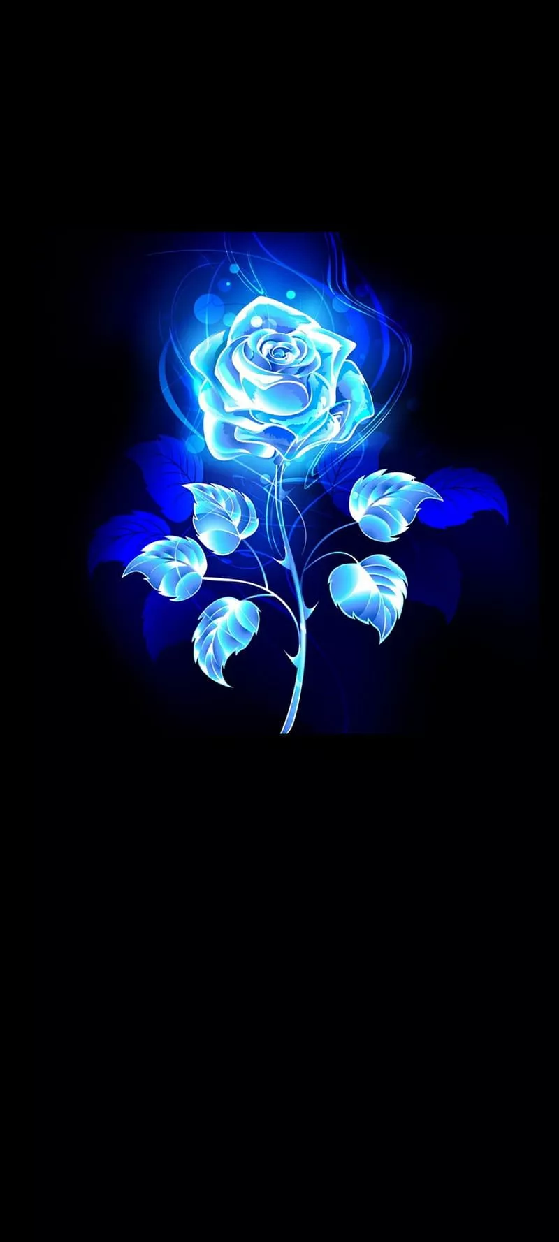 Blue Rose, blue line, flower, flowers
