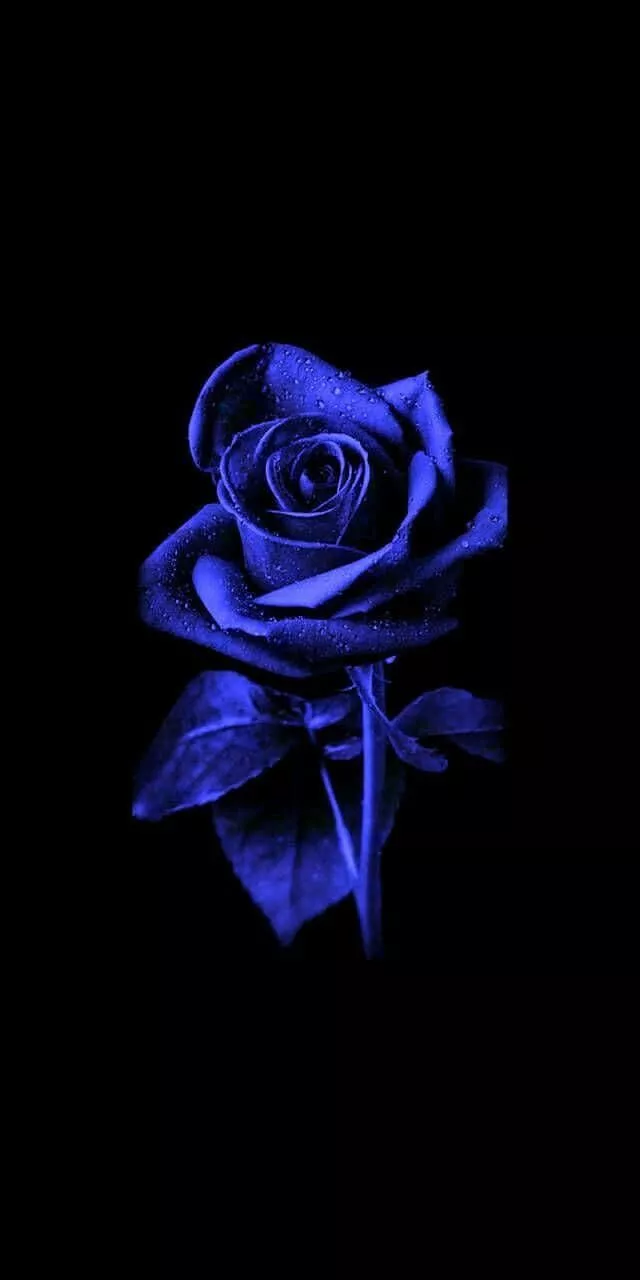 Download Glowing Neon Blue Rose Picture