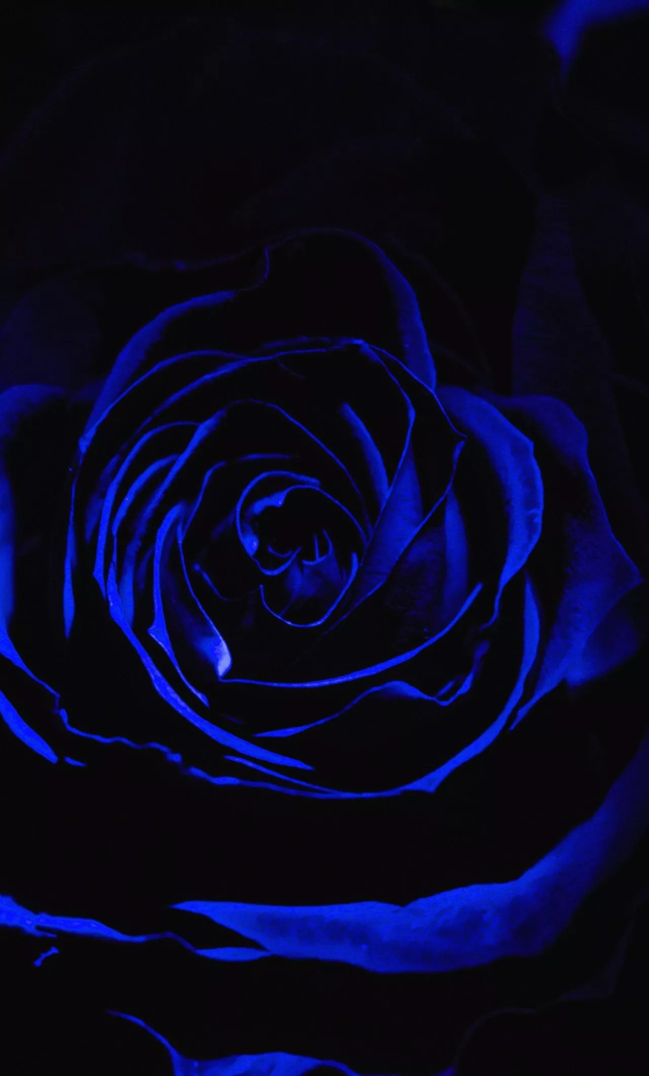 Download wallpaper 1280x2120 blue rose