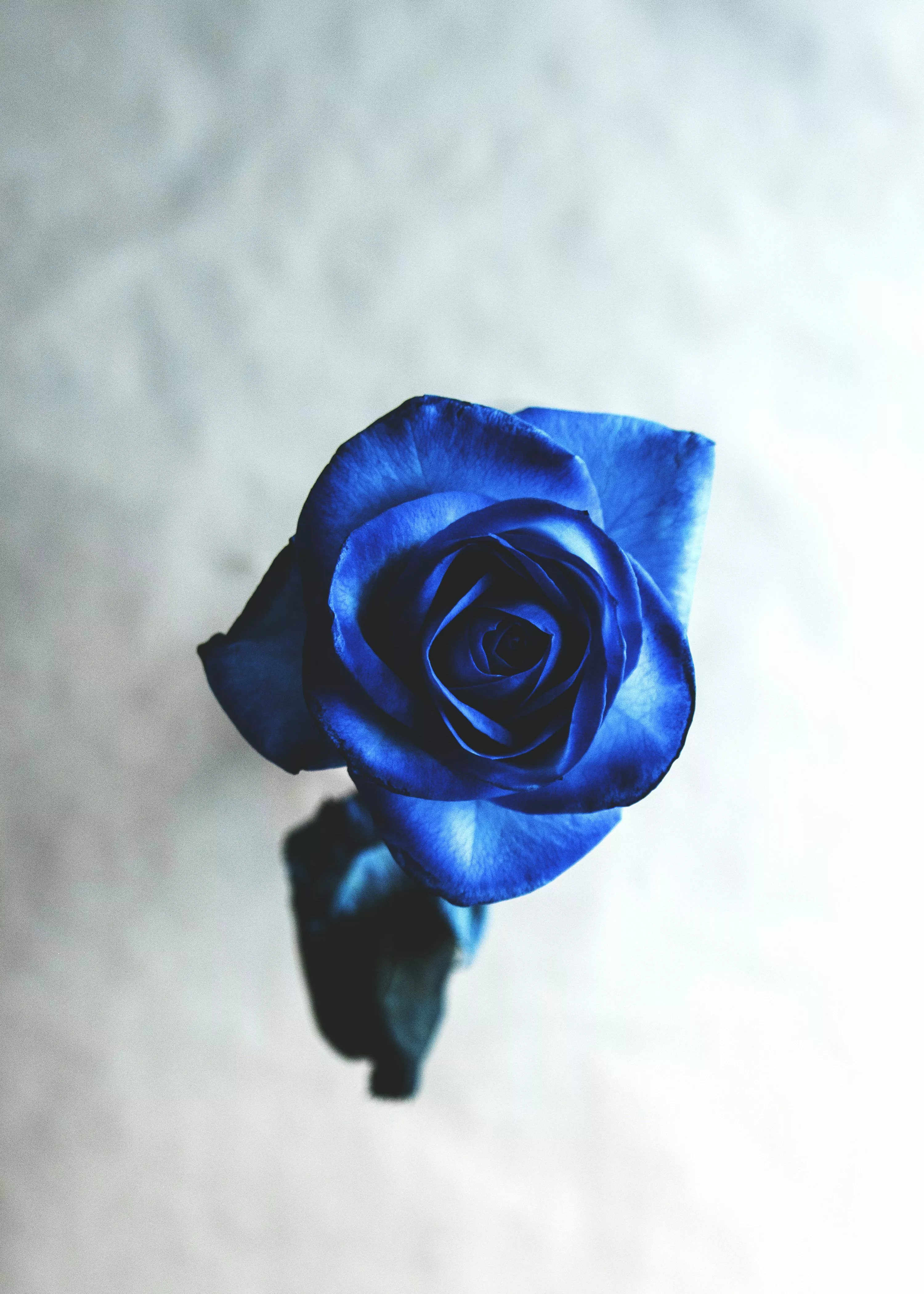 Blue Rose Picture. Download