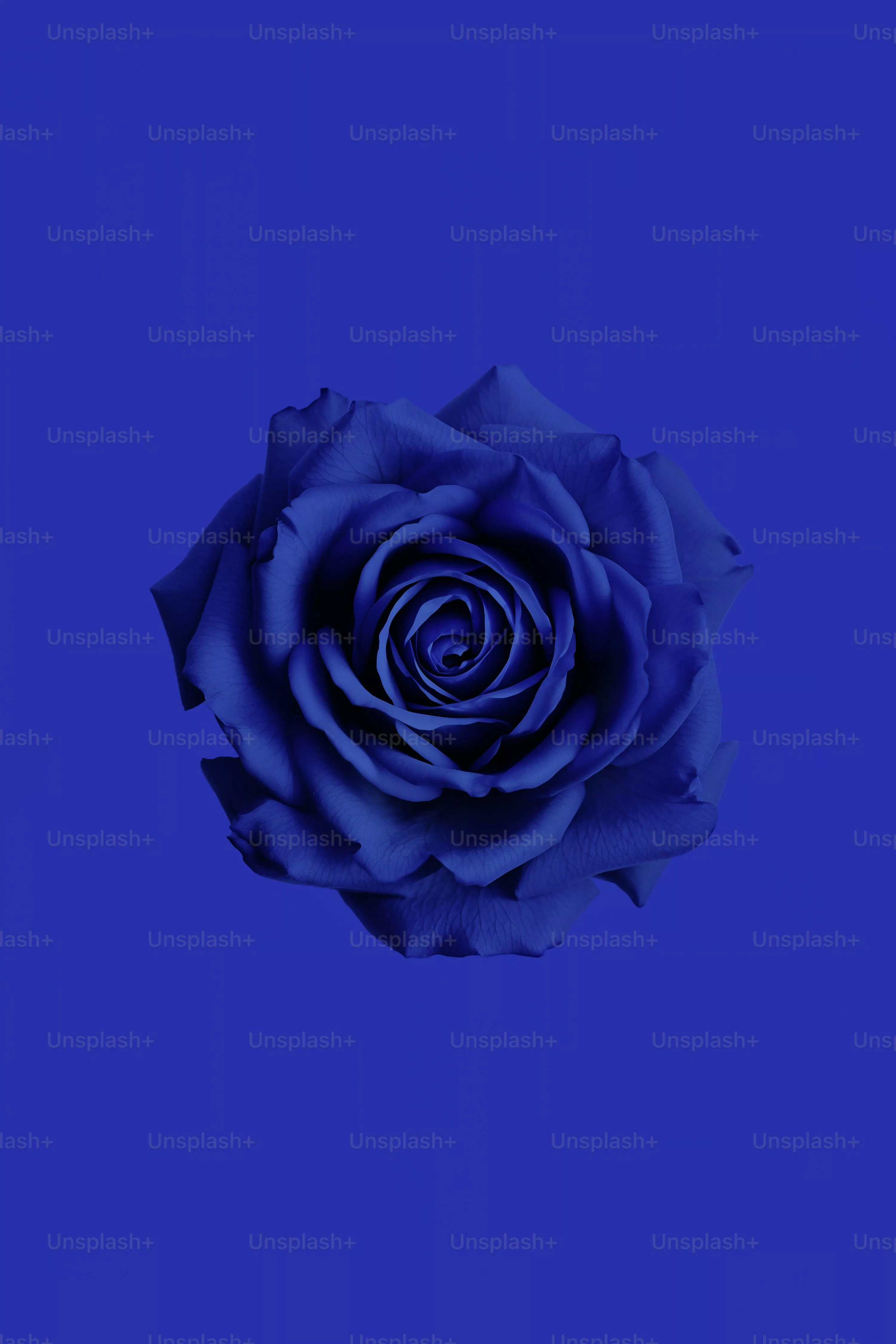 Blue Rose Picture. Download
