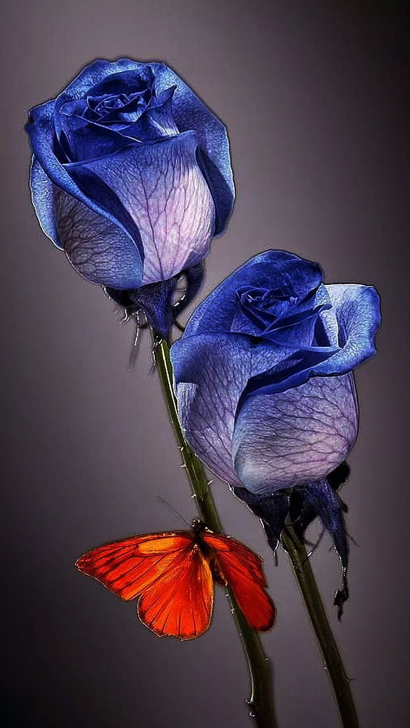 HD blue rose wallpaper